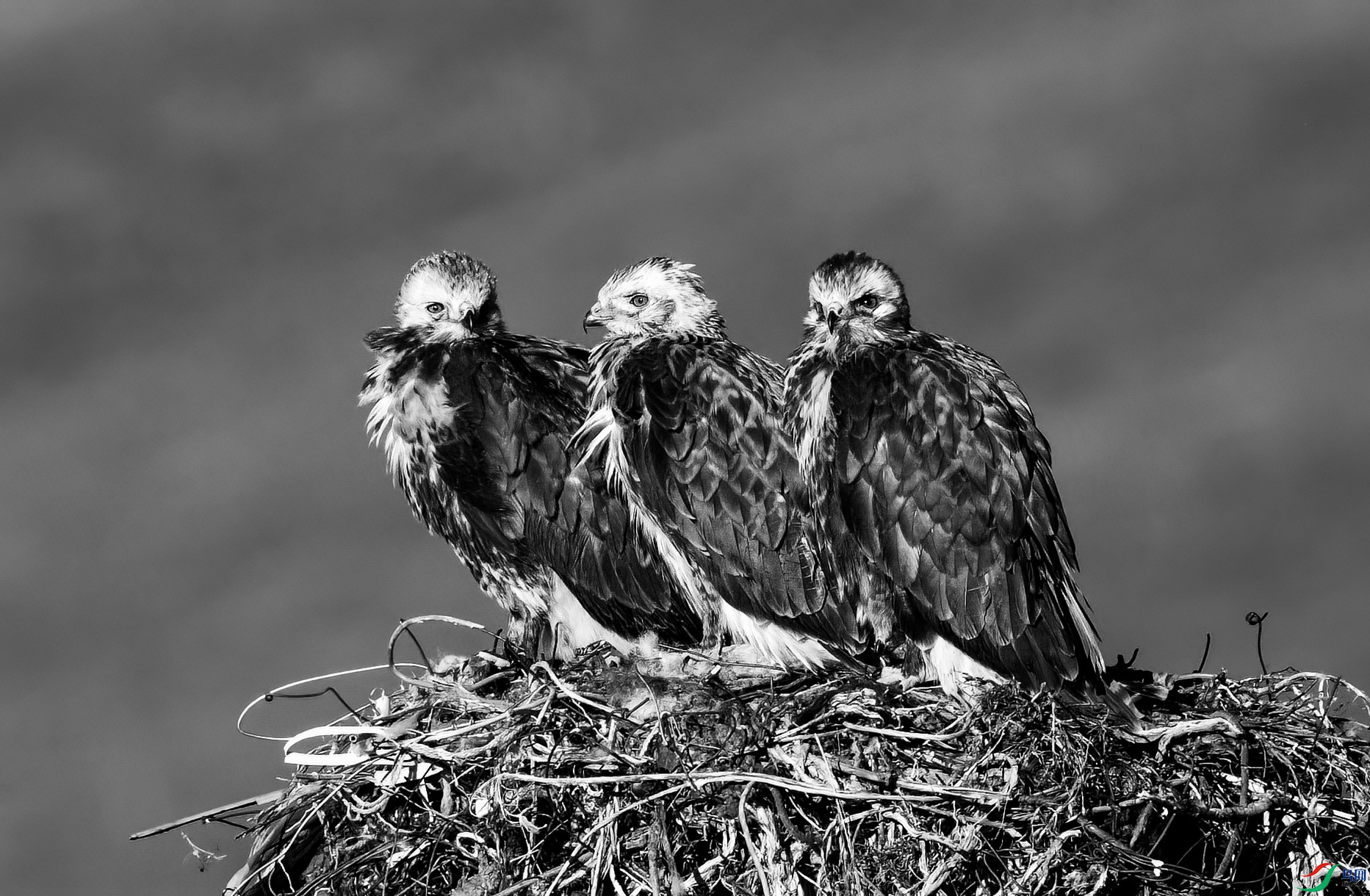 DSC_5432 ����hb.jpgx.jpg