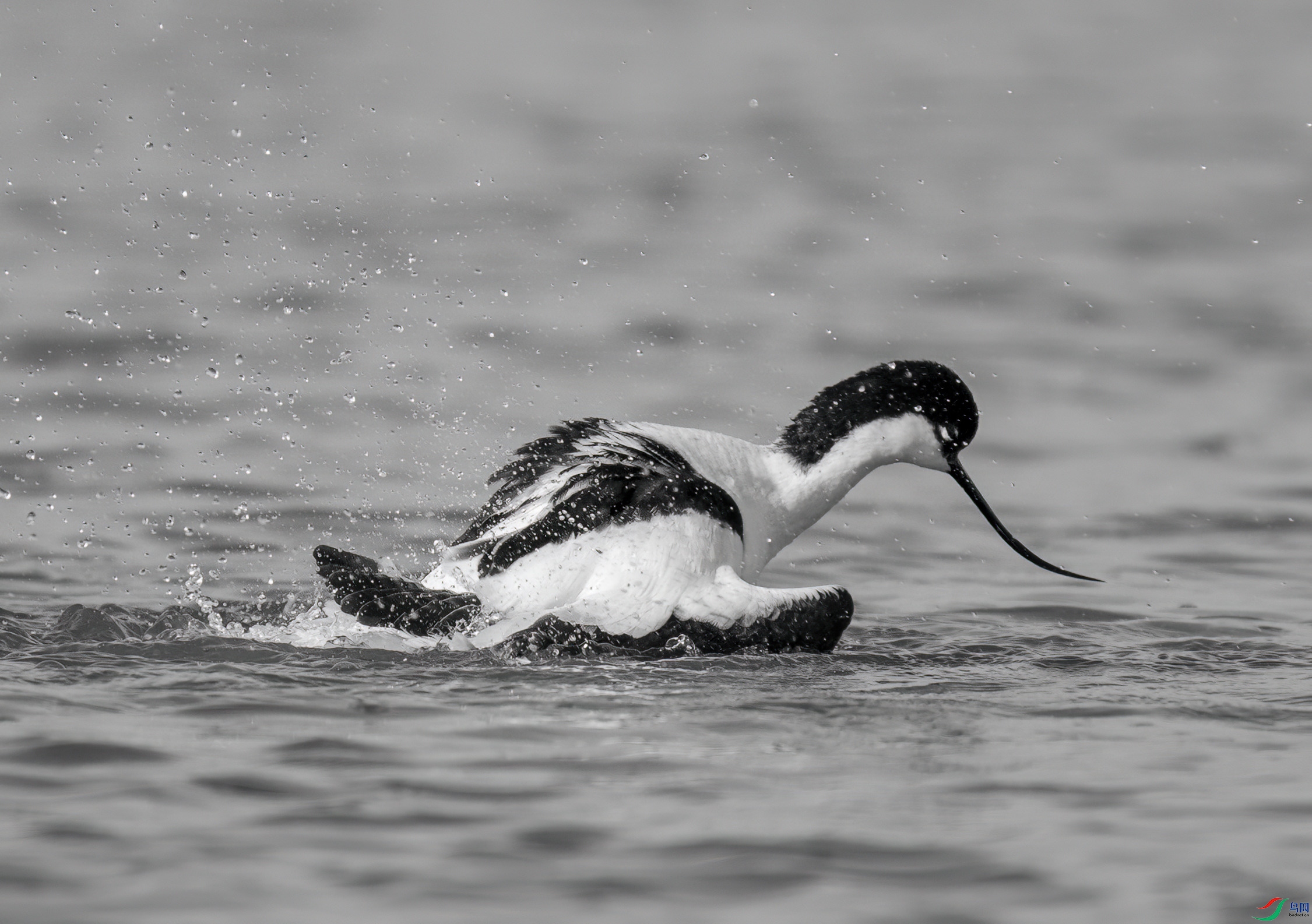 DSC01308 ����_����.jpg