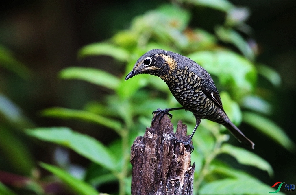 ���� IMGL0629.JPG