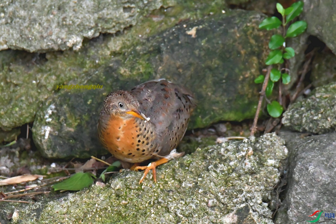 �ƽ���ֺ��