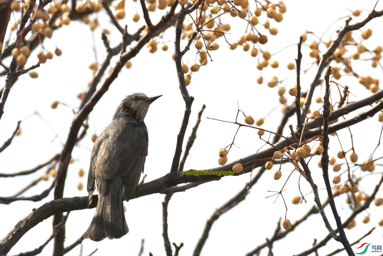 �����̽��l