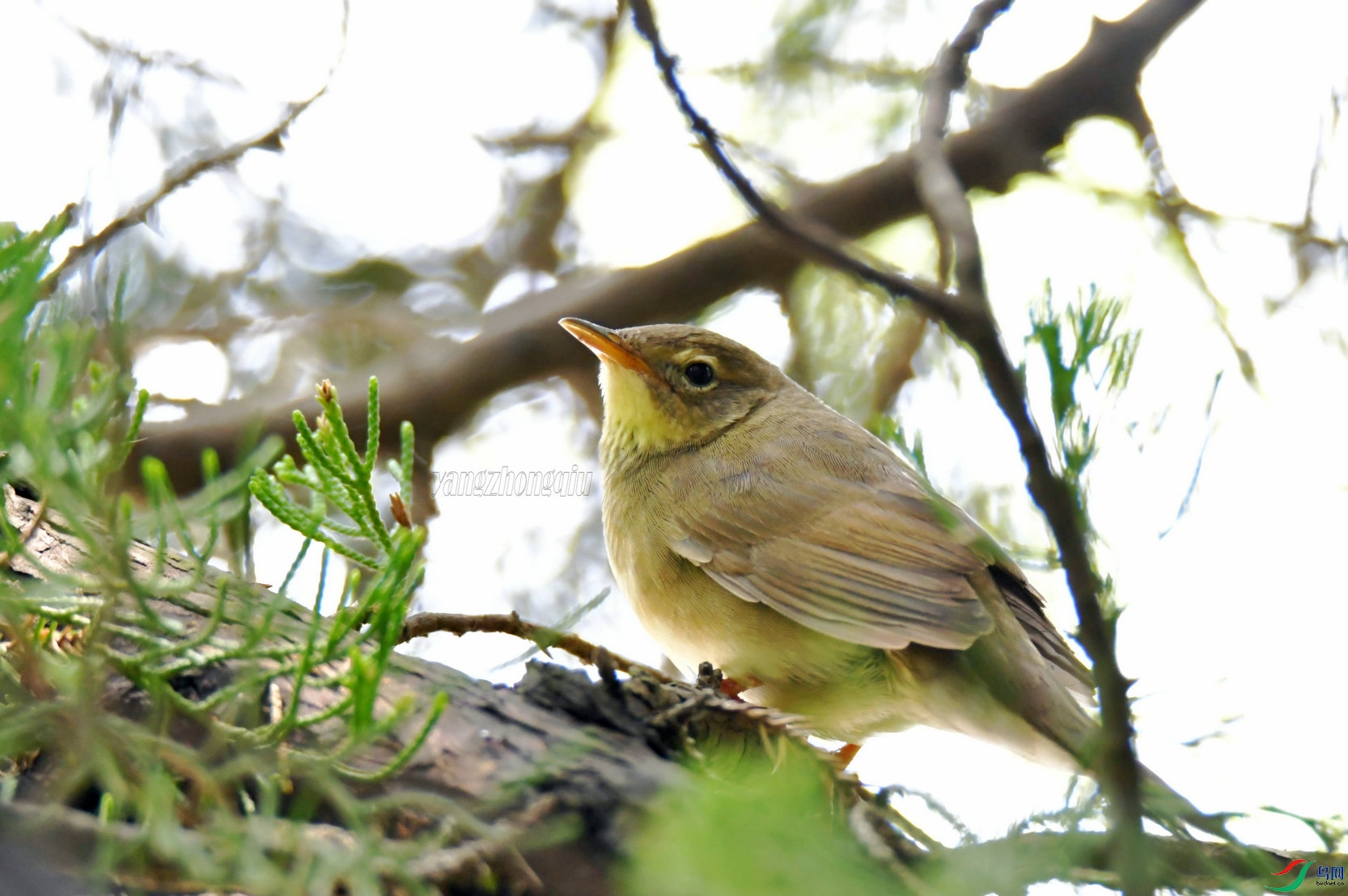 �л��̳��ݺ