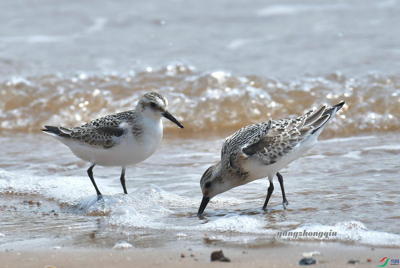 ��ֺ����