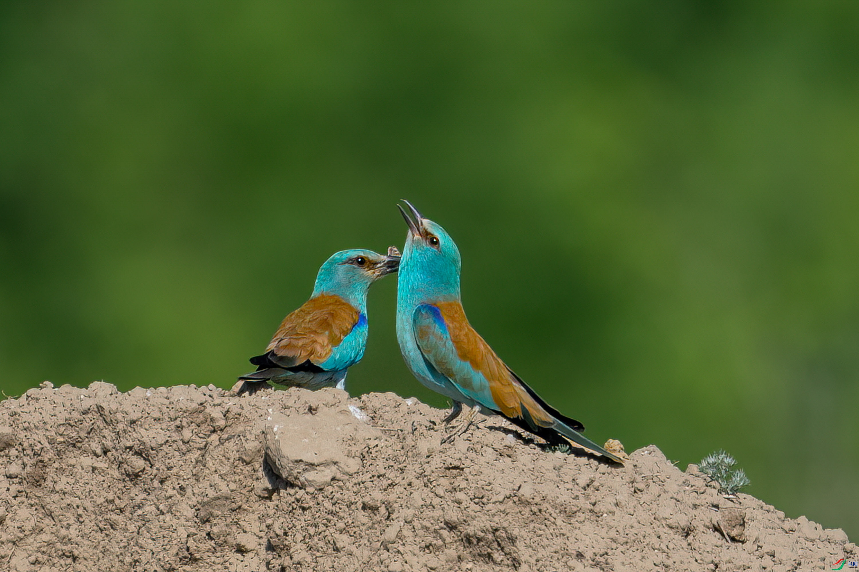 _DSC7952 -1����.jpg