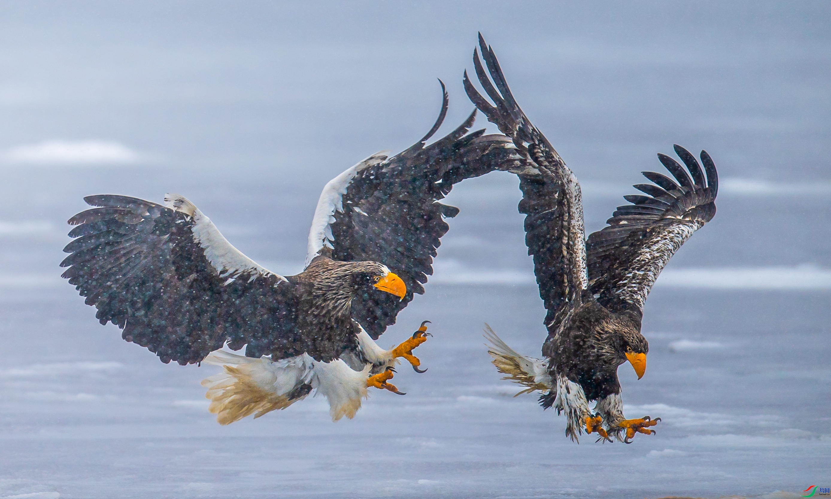 ÿ�ռ���  ��ѩ˫��  ���� ��������bj  �ܶ�.jpg