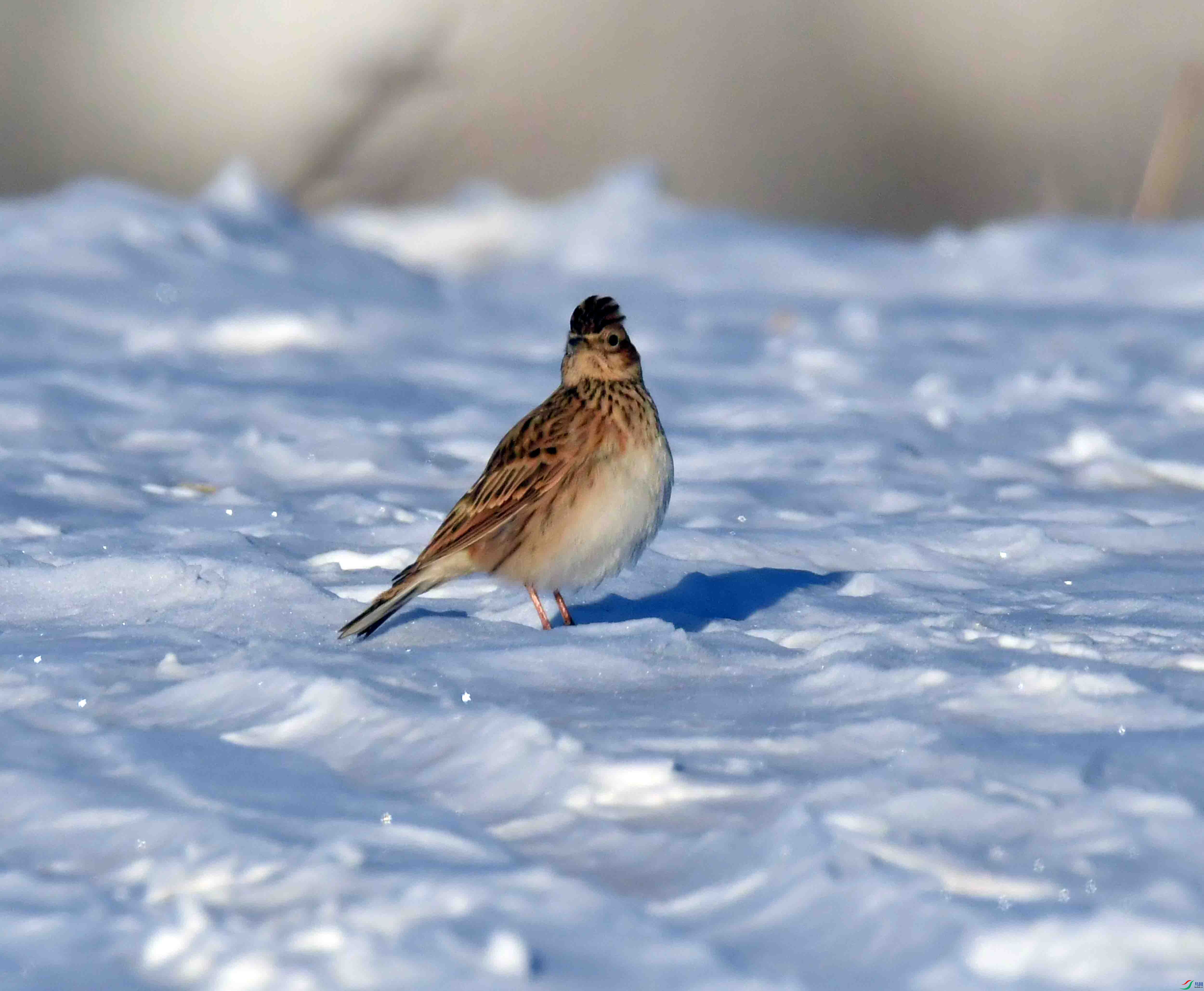 DSC_1390.JPG