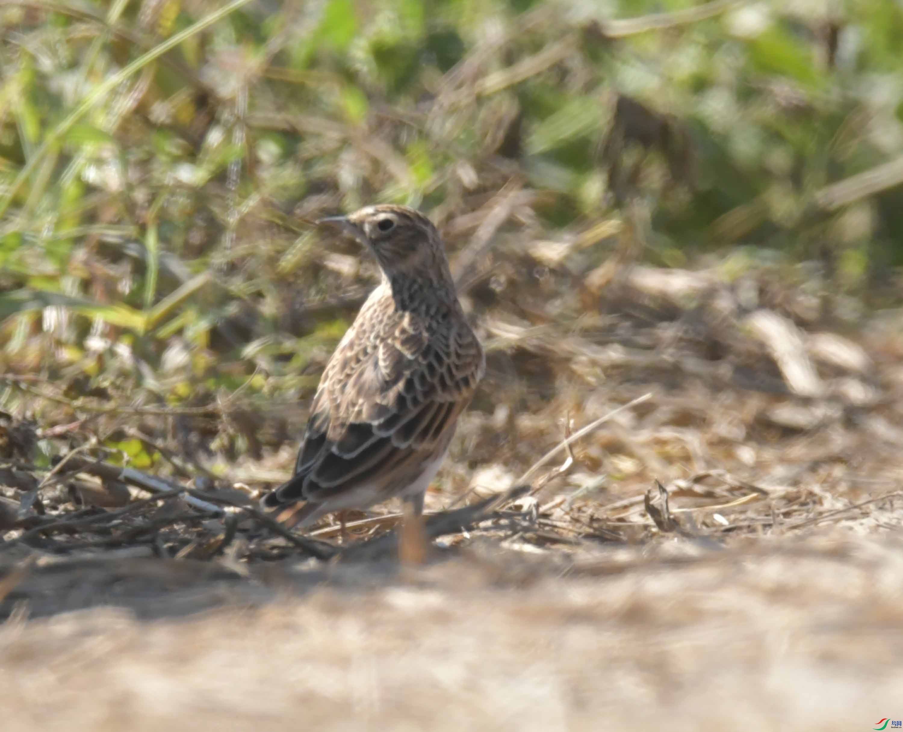 DSC_8860.JPG