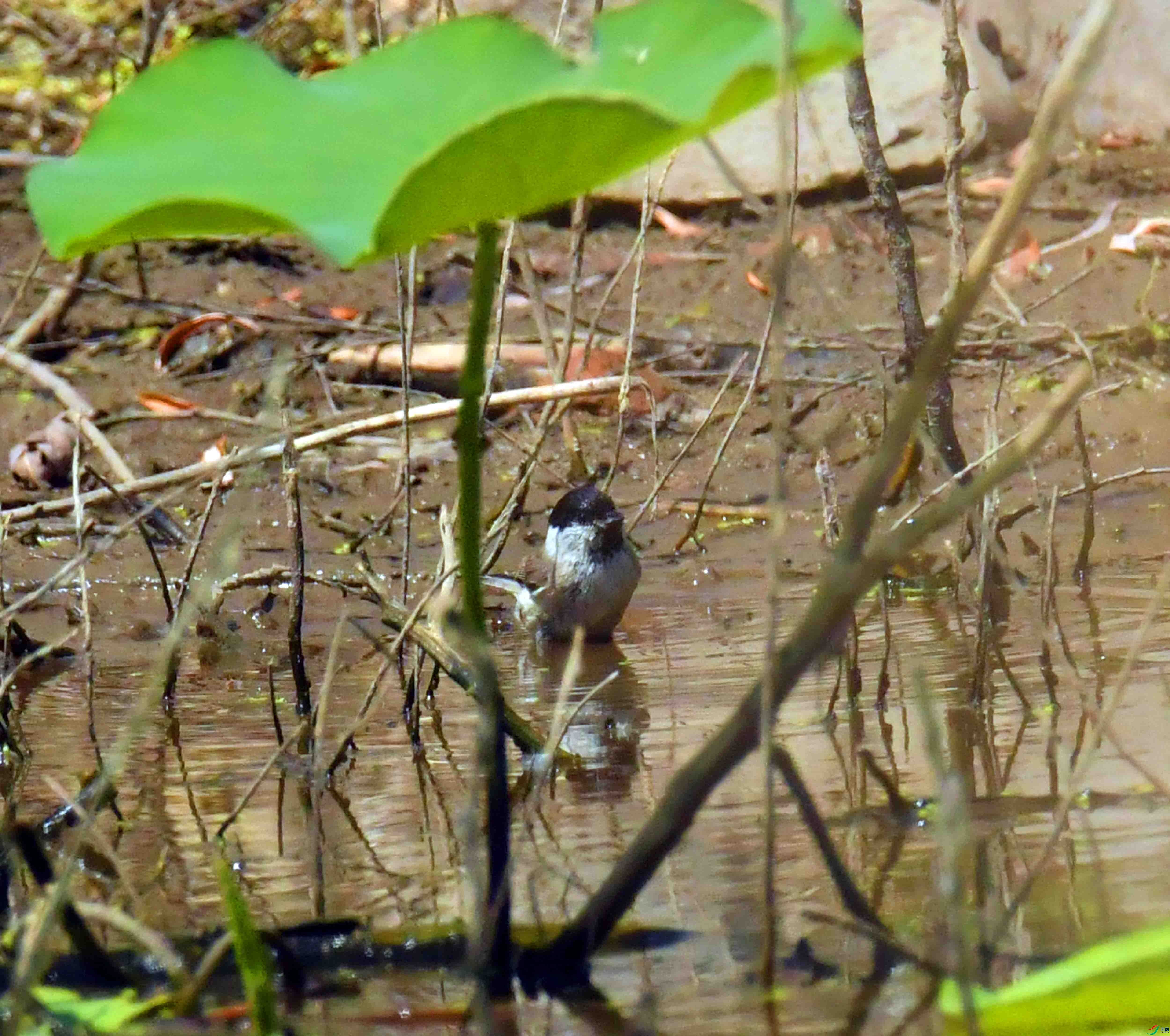 DSC_0663.JPG