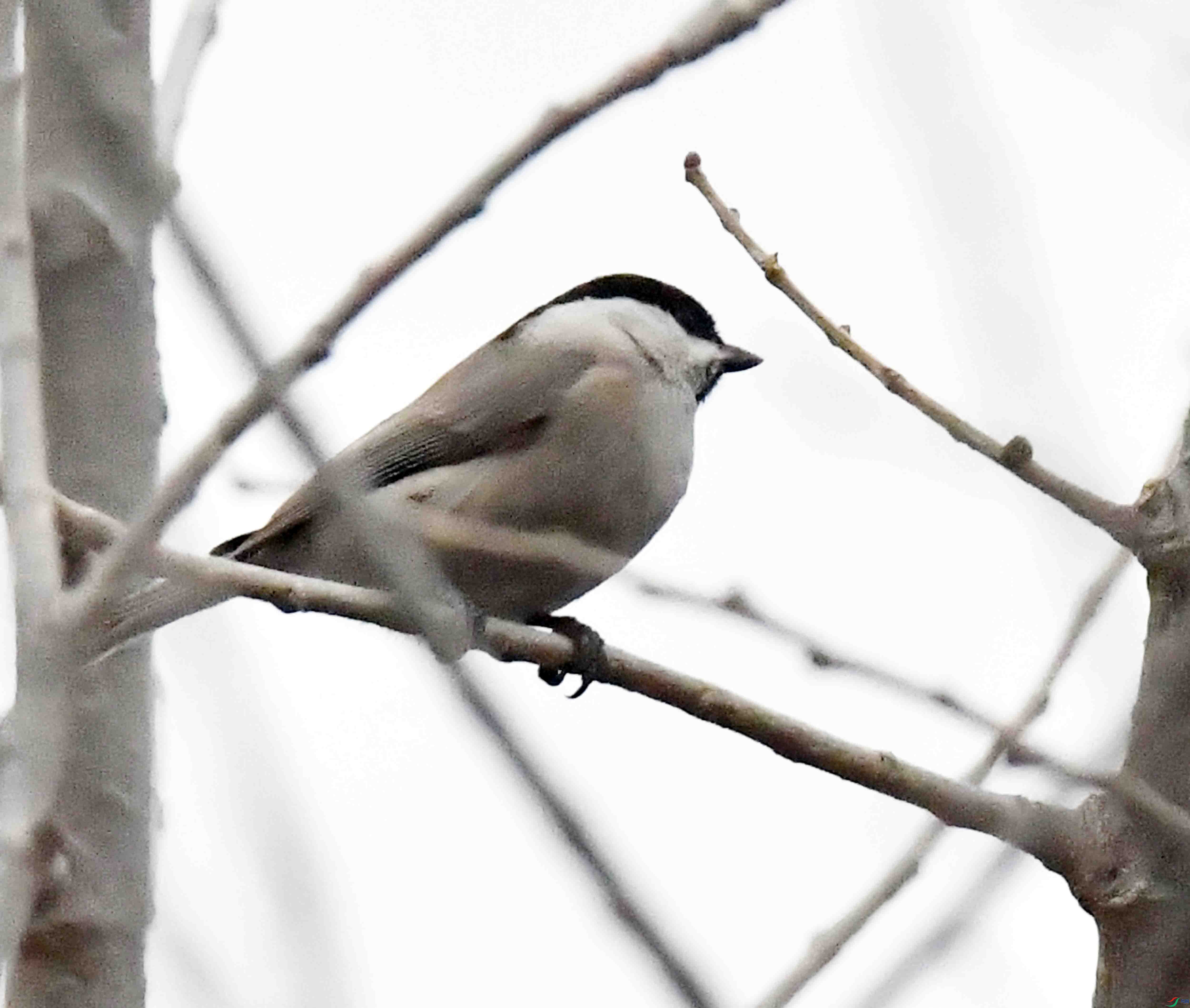 DSC_1724.JPG