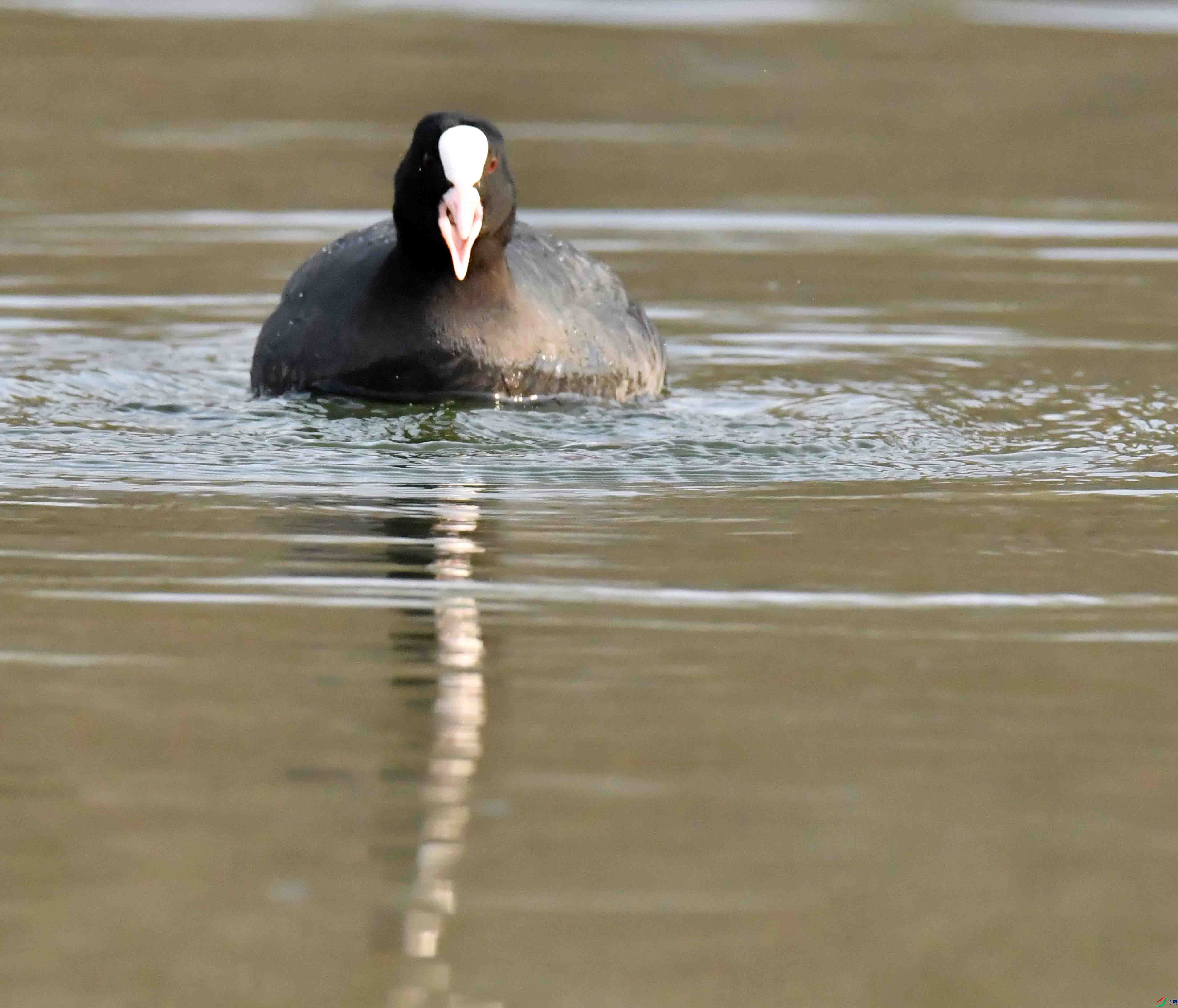 DSC_0968.JPG