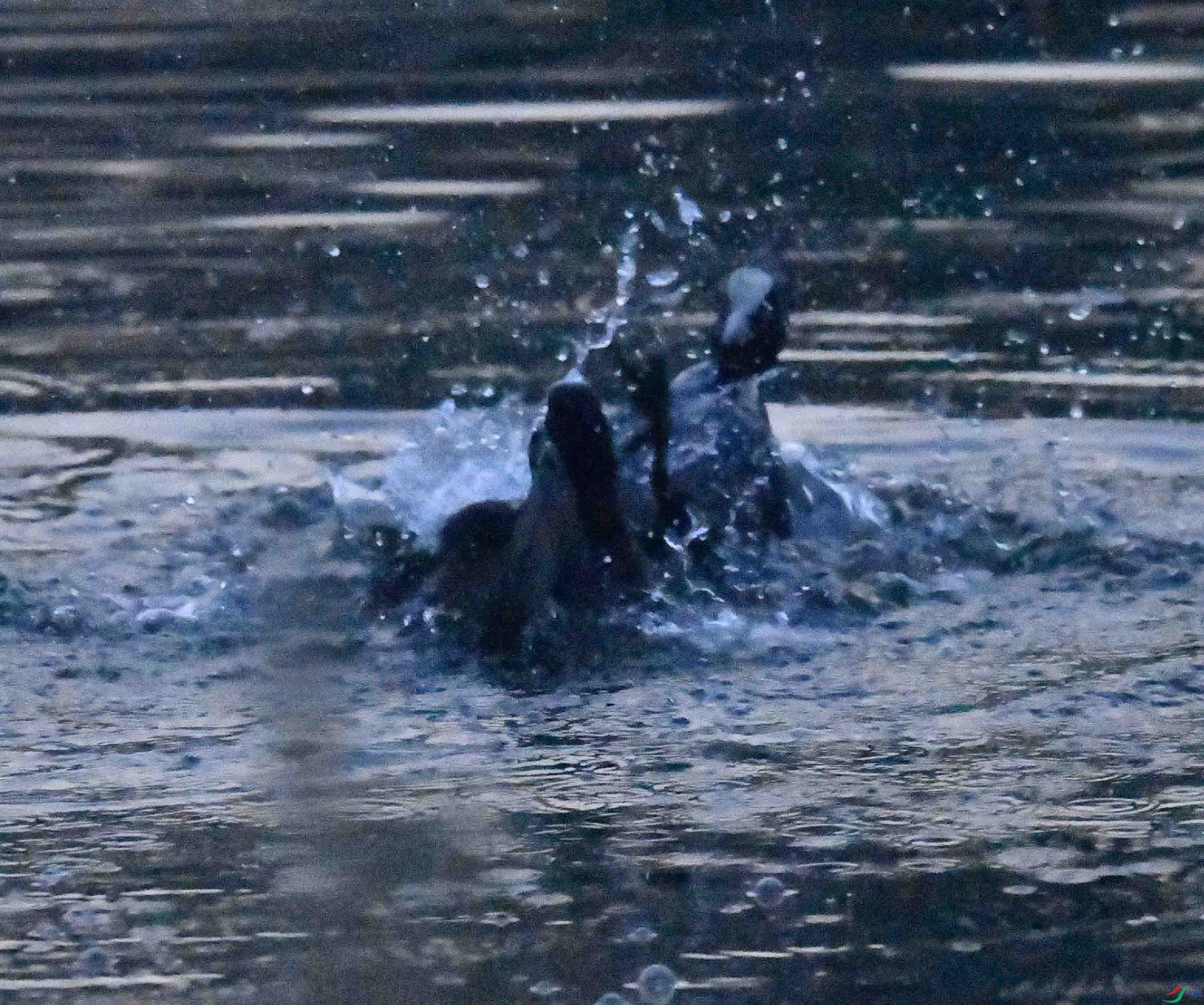 DSC_2023.JPG