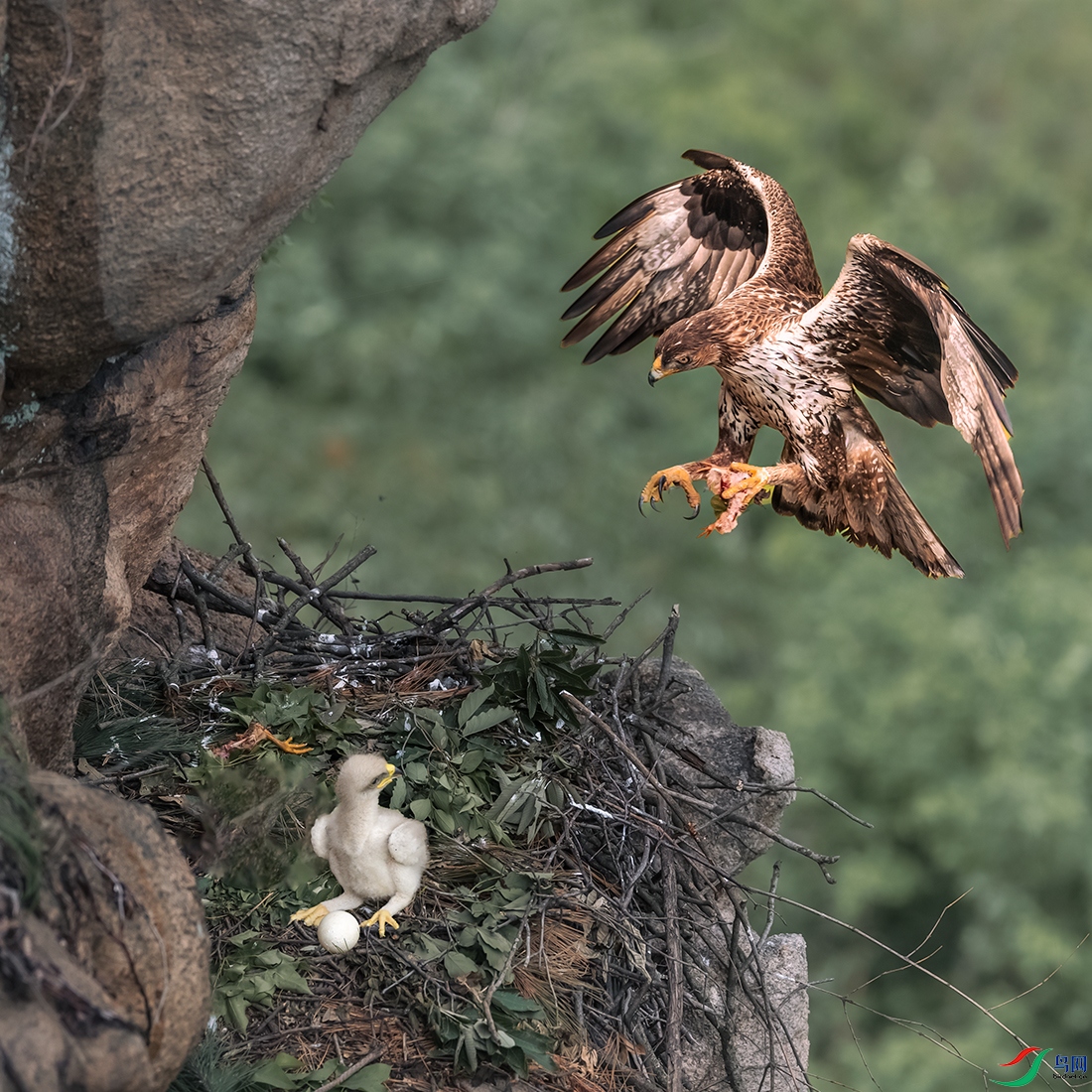 �׸�����----�ҵ��鳲