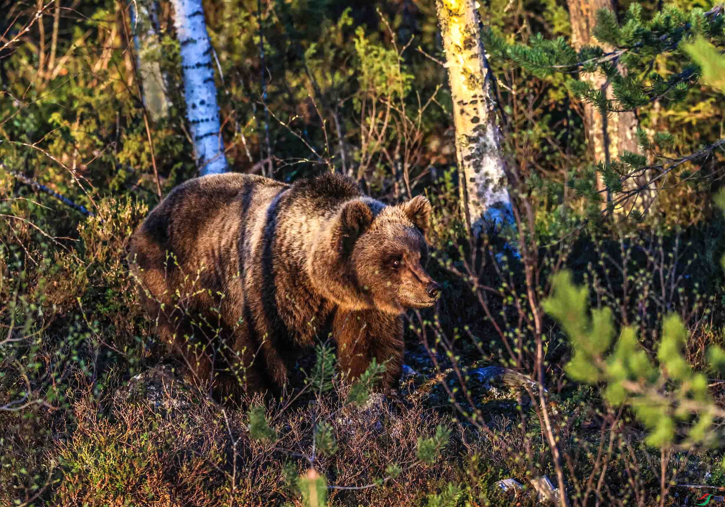 ��ҹ������5 ����.jpg