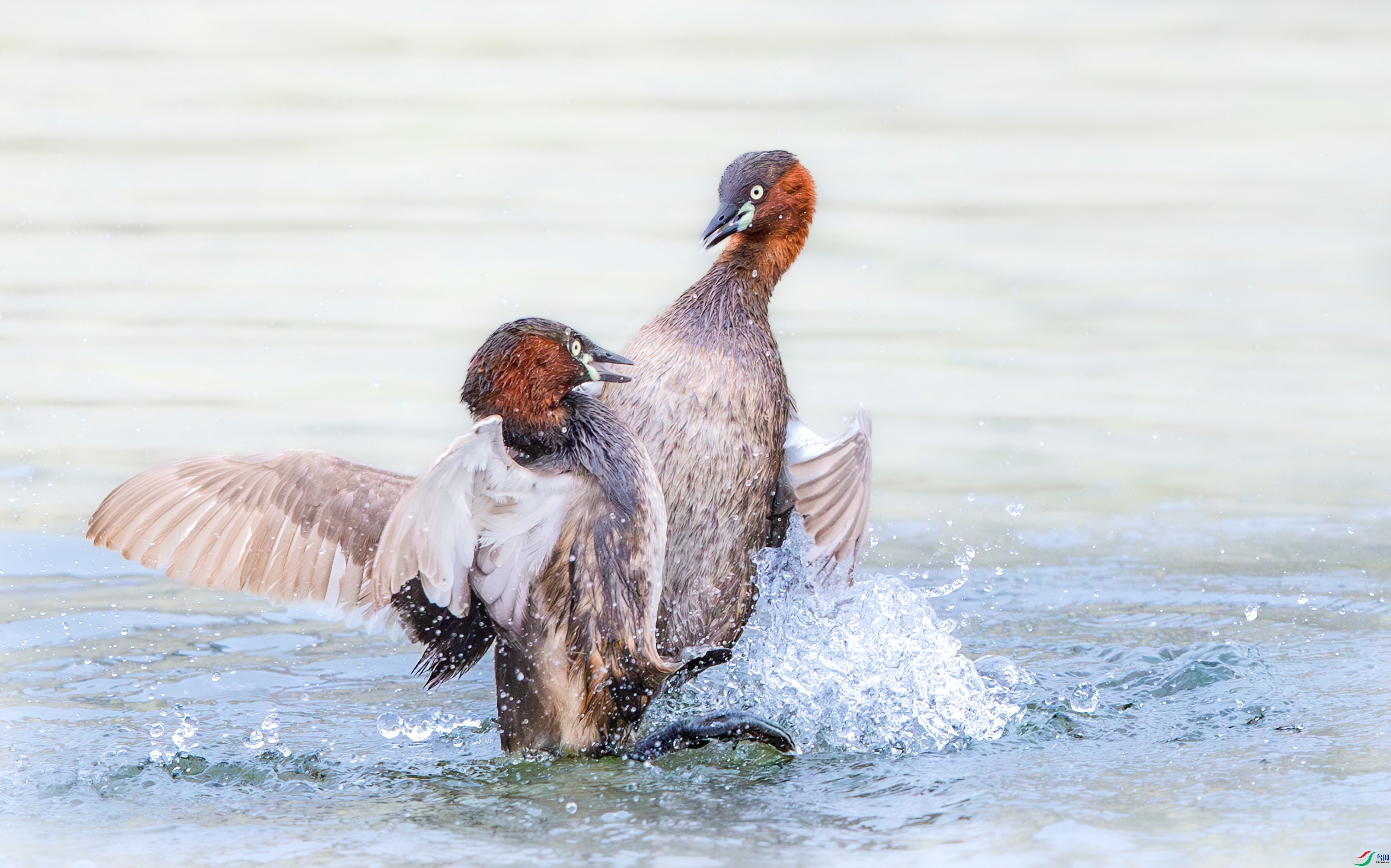 ˮ�沫��  ���� ����  �ܶ�.jpg