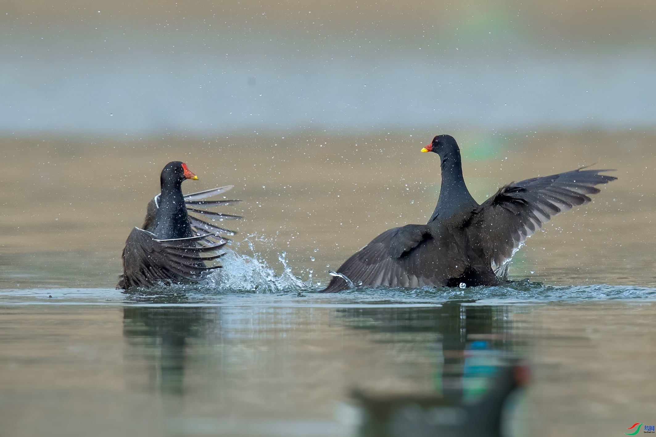 ��Ӯ���� ���� һ·����  �ܶ�.jpg