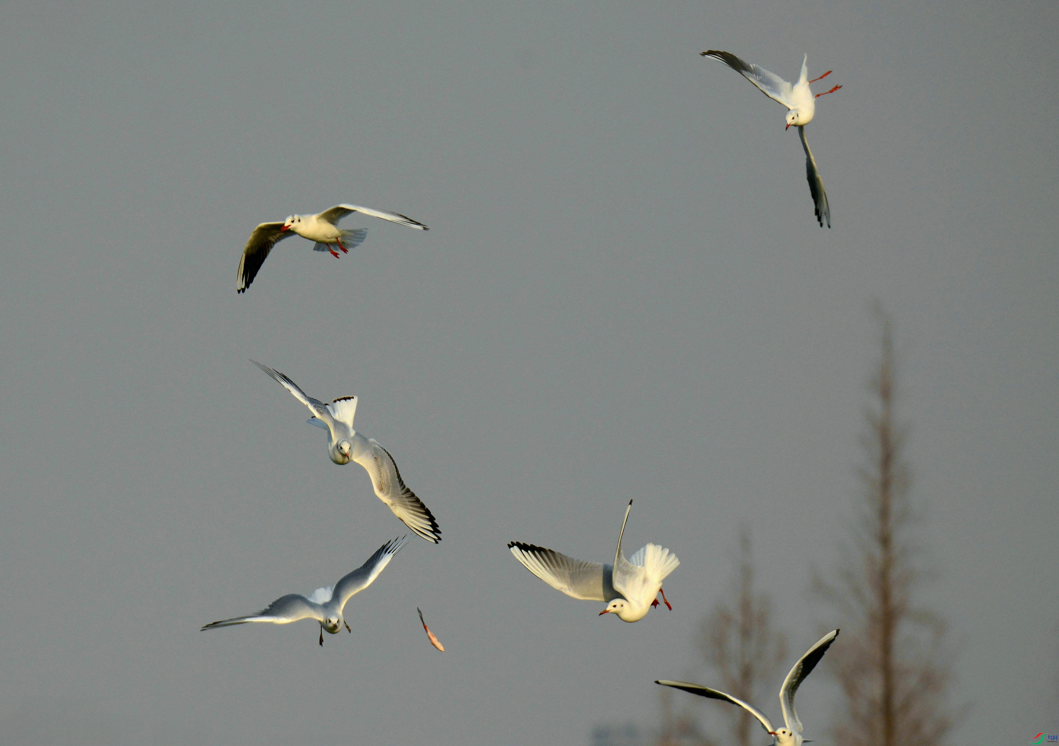 DSC_3572.jpg