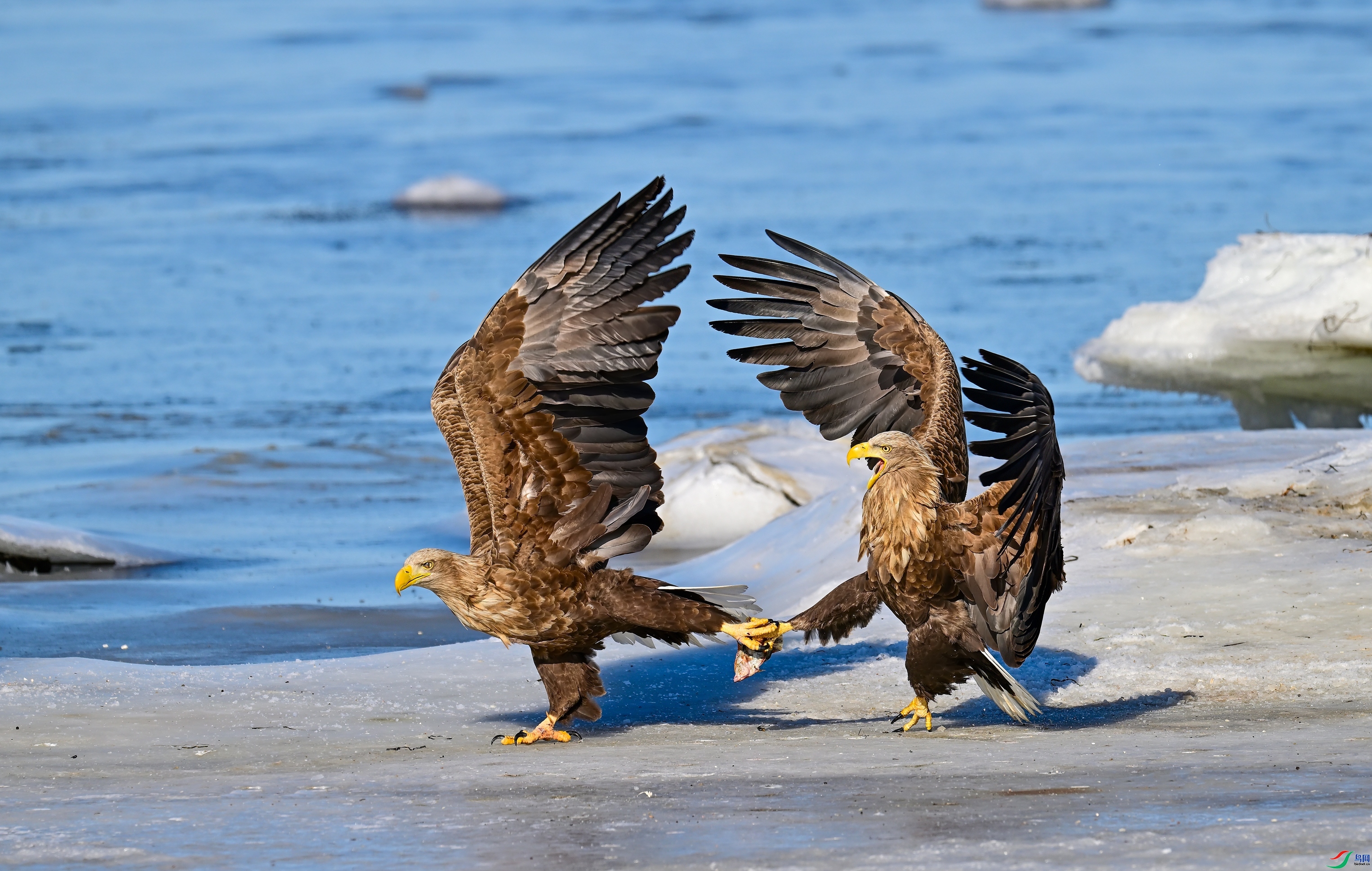 צ�ж�ʳ  ���� ������  ����.jpg