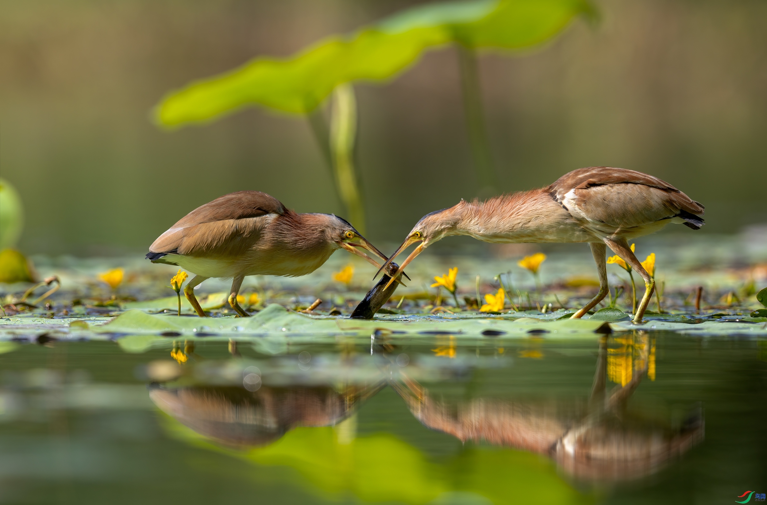 ����Э��ץ���� ���� һ·���� ����.jpg
