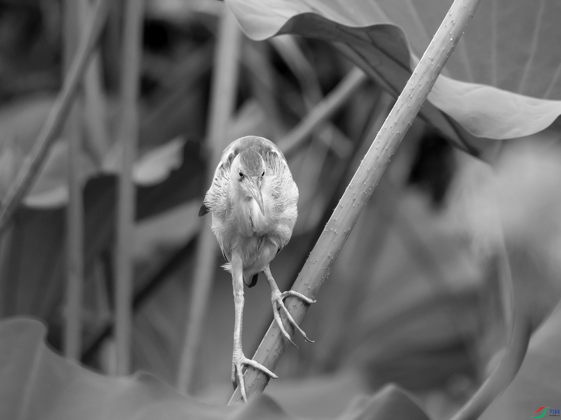 P8110481.jpg