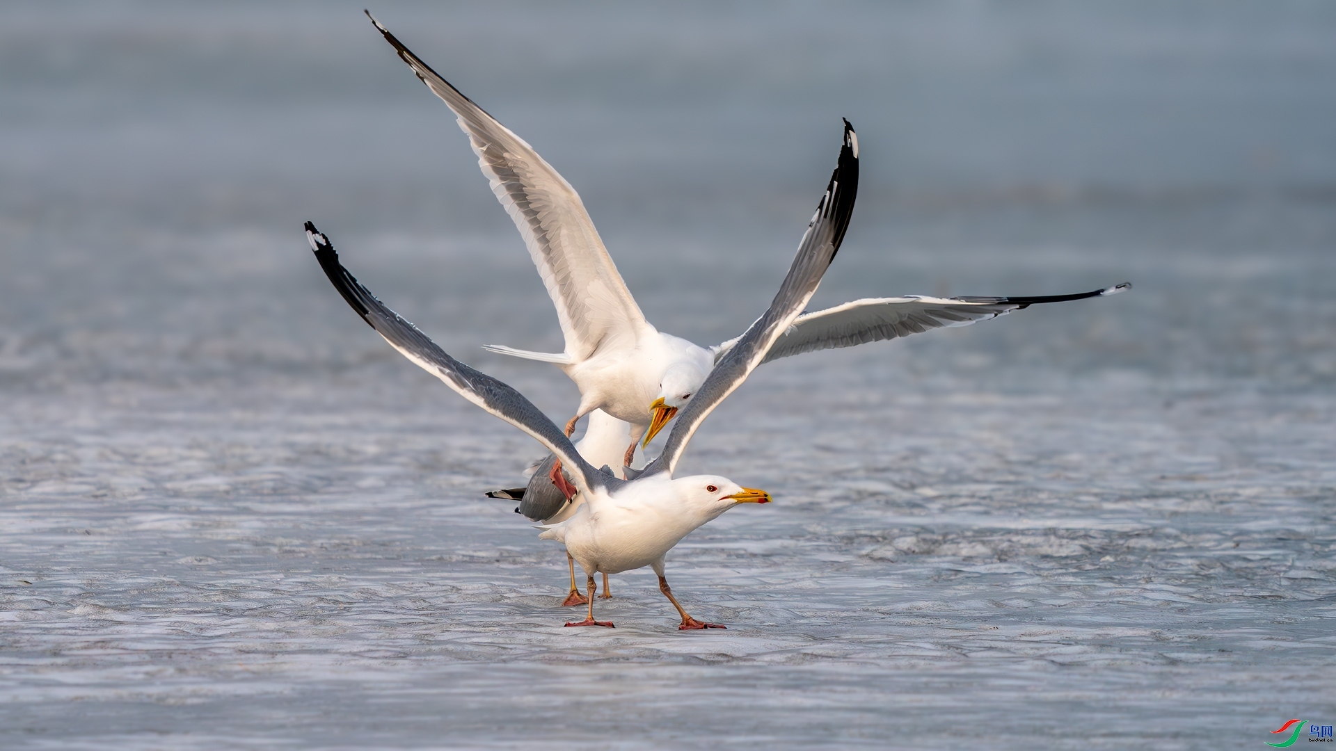 ��������� ���� �������� ����.jpg