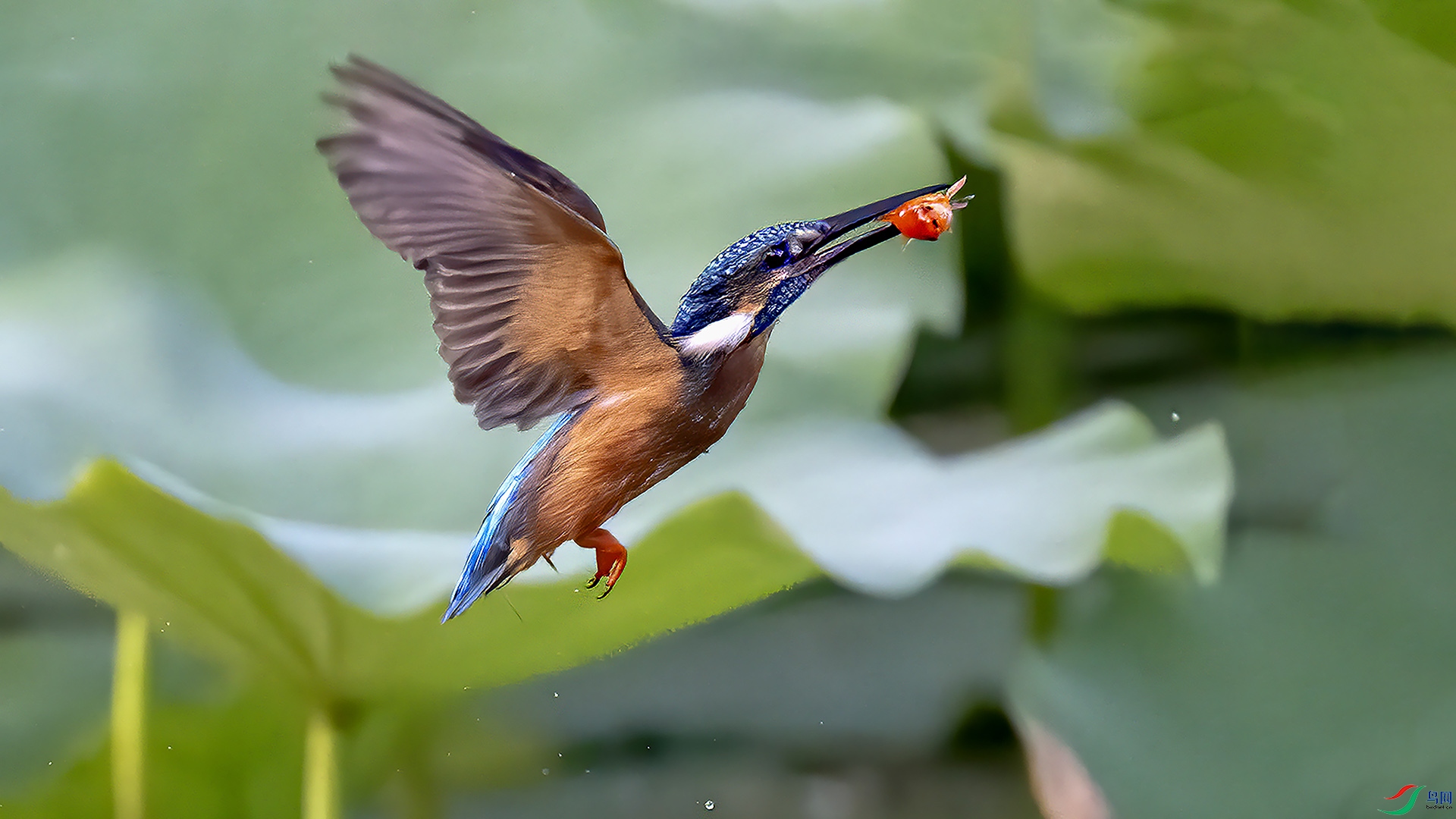 DSC_8515-1.jpg