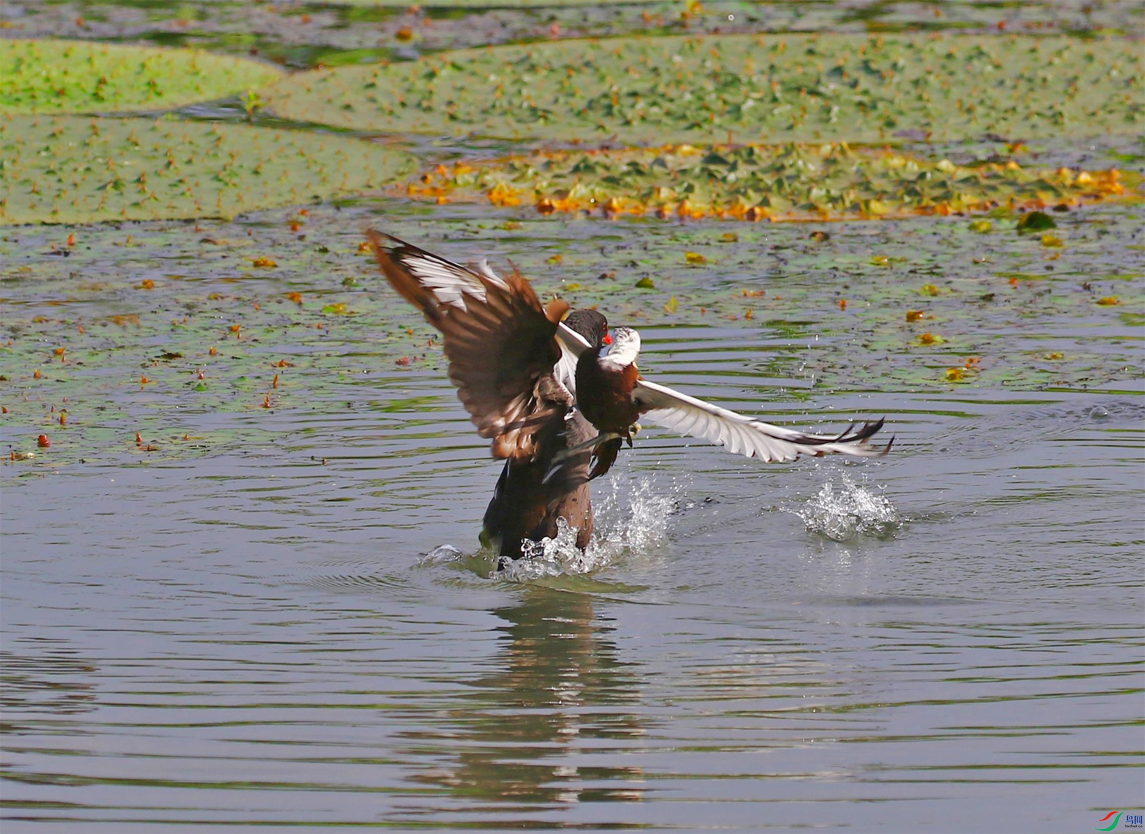 A33A6204 - ����.JPG