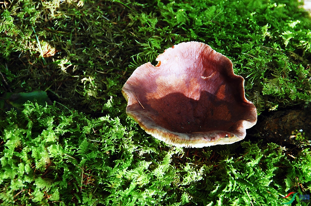 DSC_8729.jpg