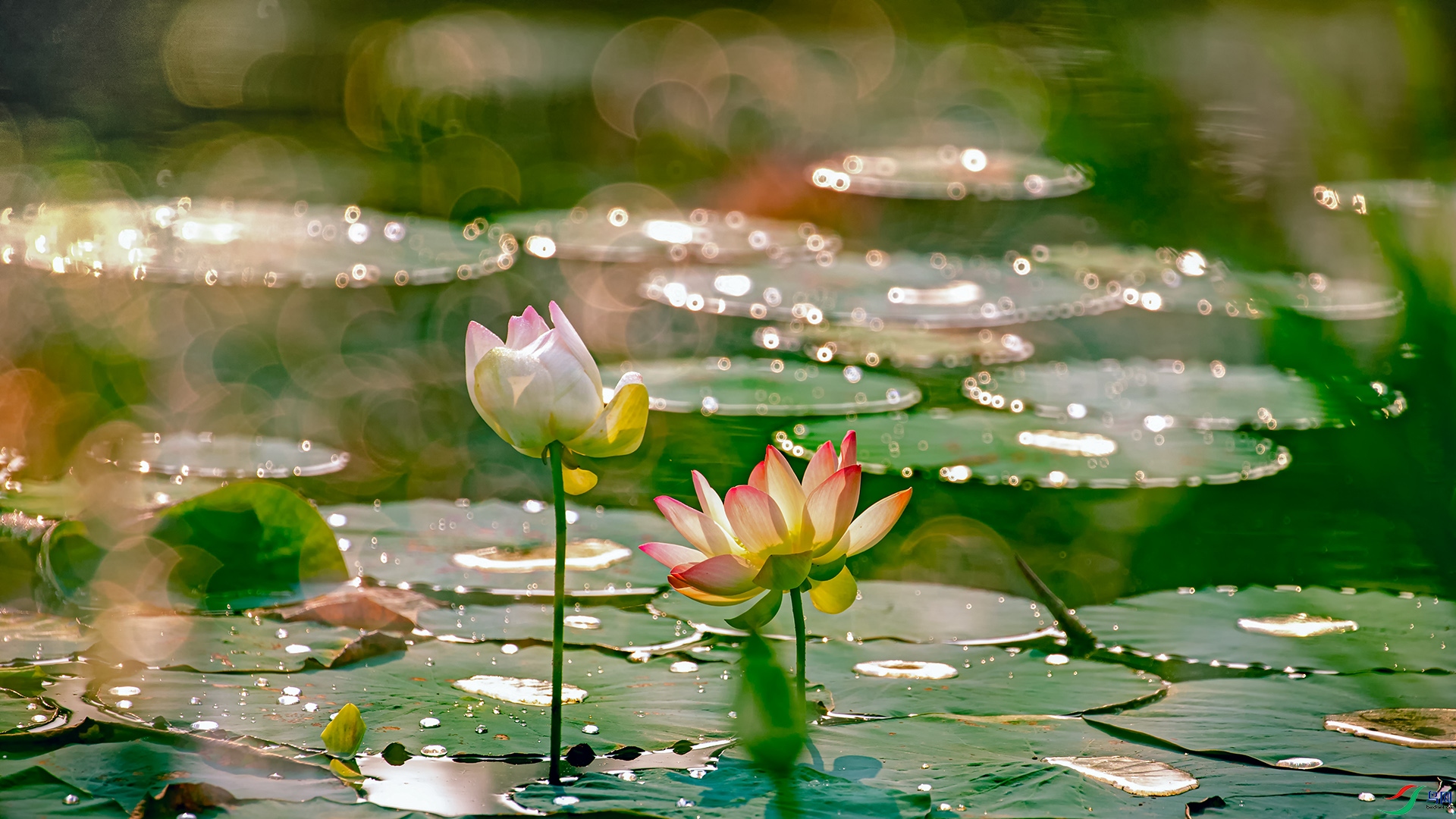 �ͺ�����