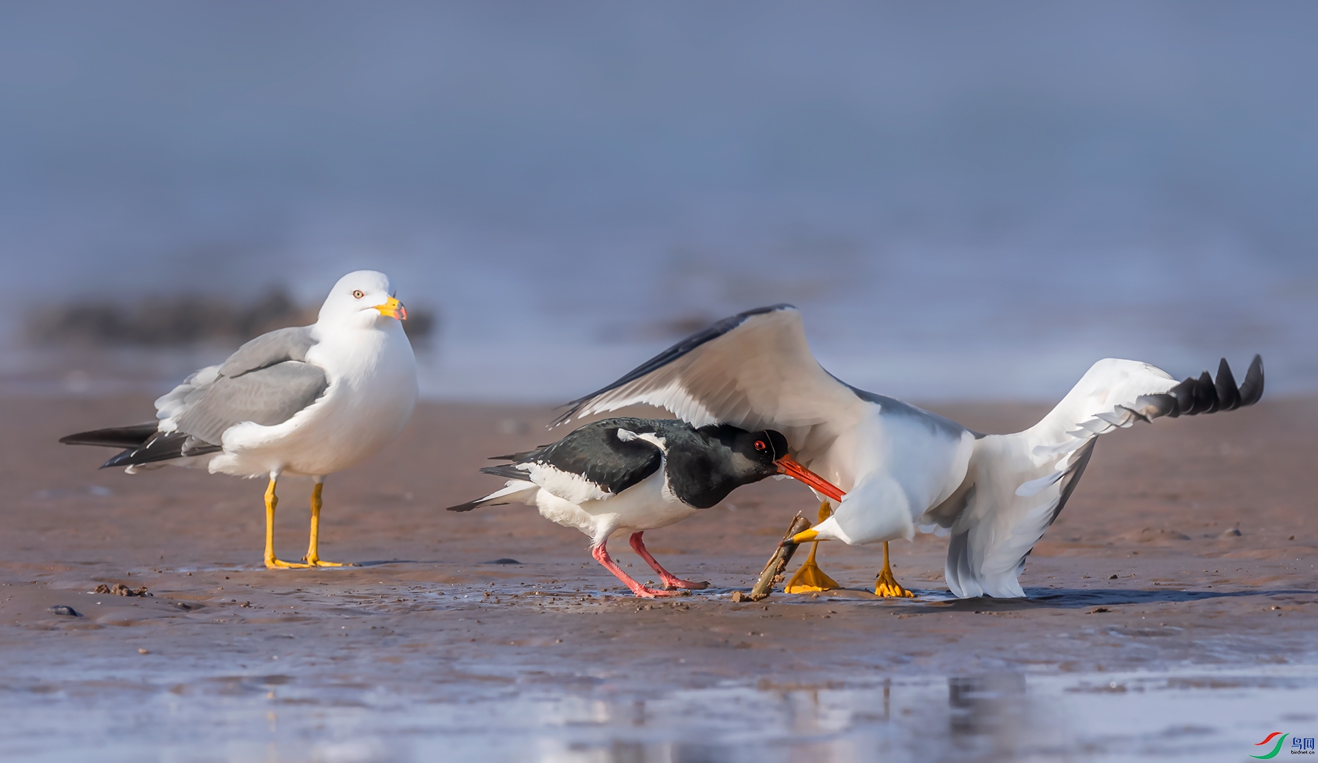 ��Ÿ������