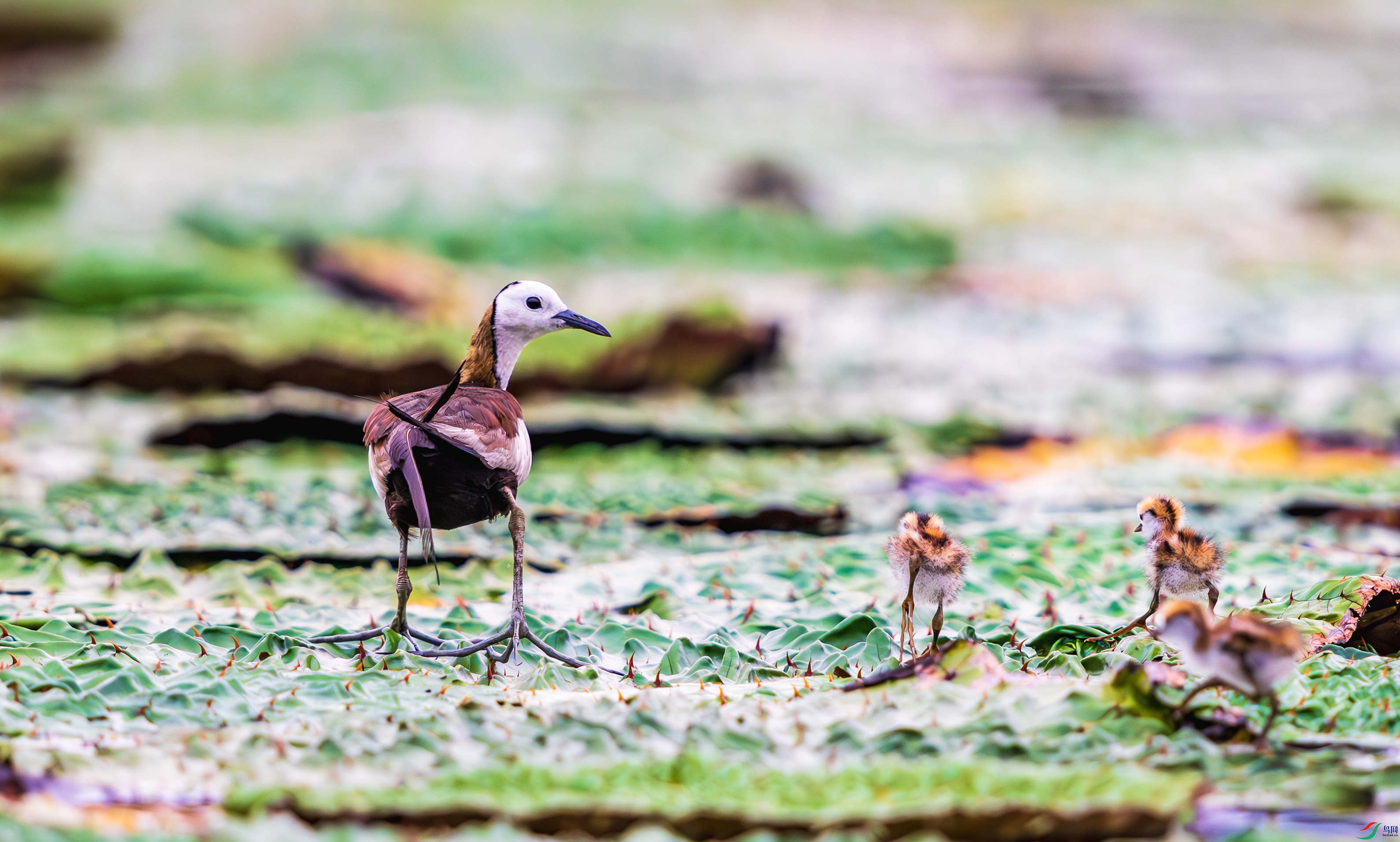 _DSC0037 (2)-����ǿ-NR_1.JPG