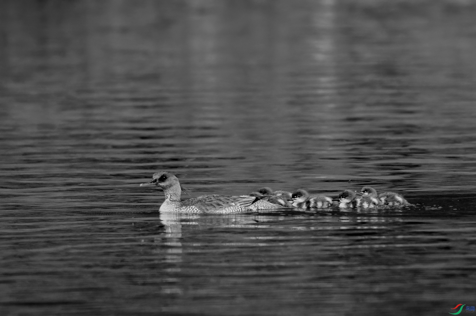 DSC00903 ����_����.jpg