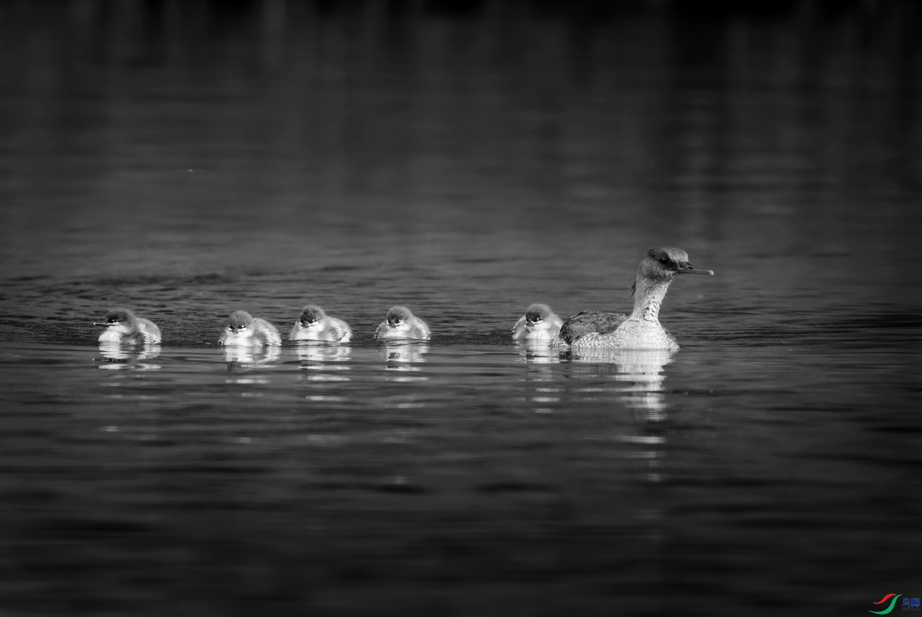 DSC00970 ����_����.jpg