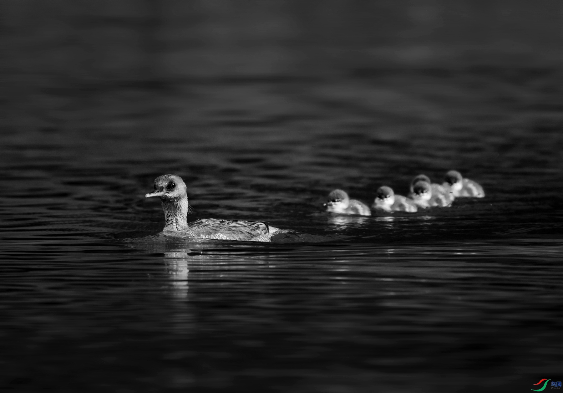 DSC01005 ����_����.jpg