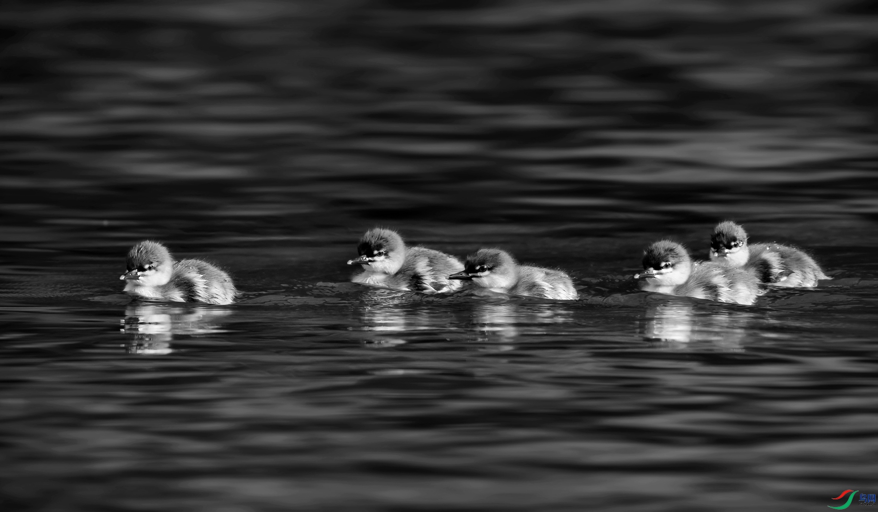 DSC01075 ����_����.jpg