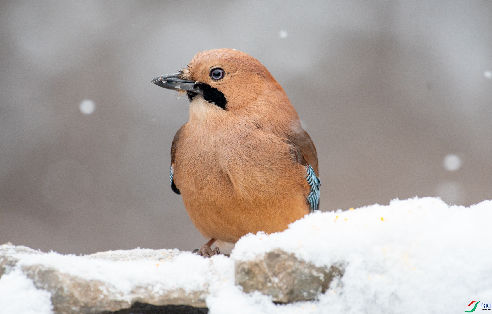 DSC_8916.jpg