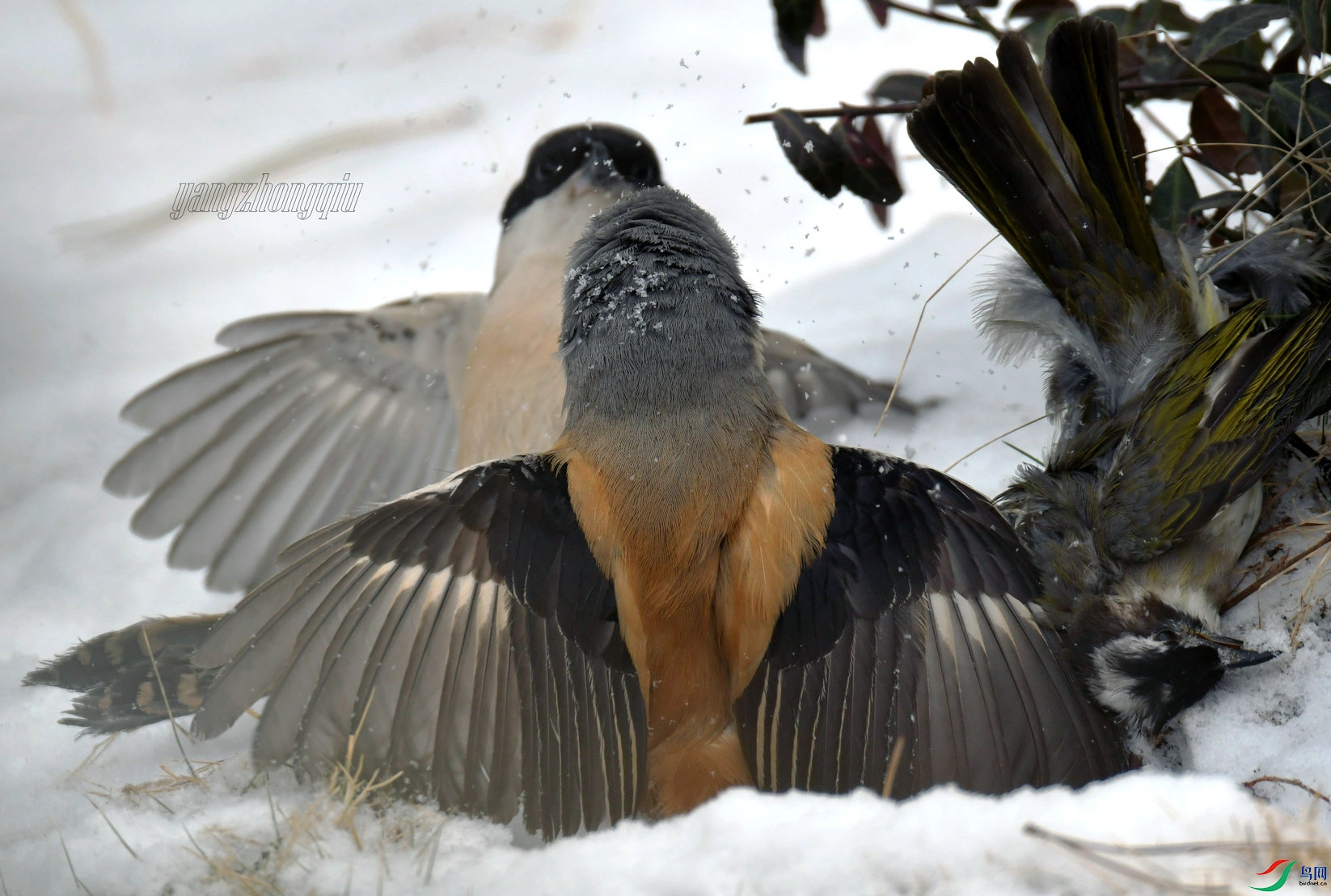 DSC_9365 - ����.jpg