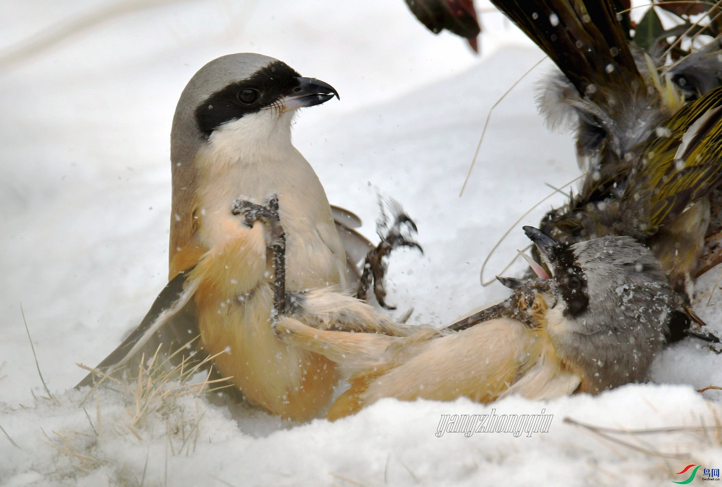 DSC_9359 - ����.jpg