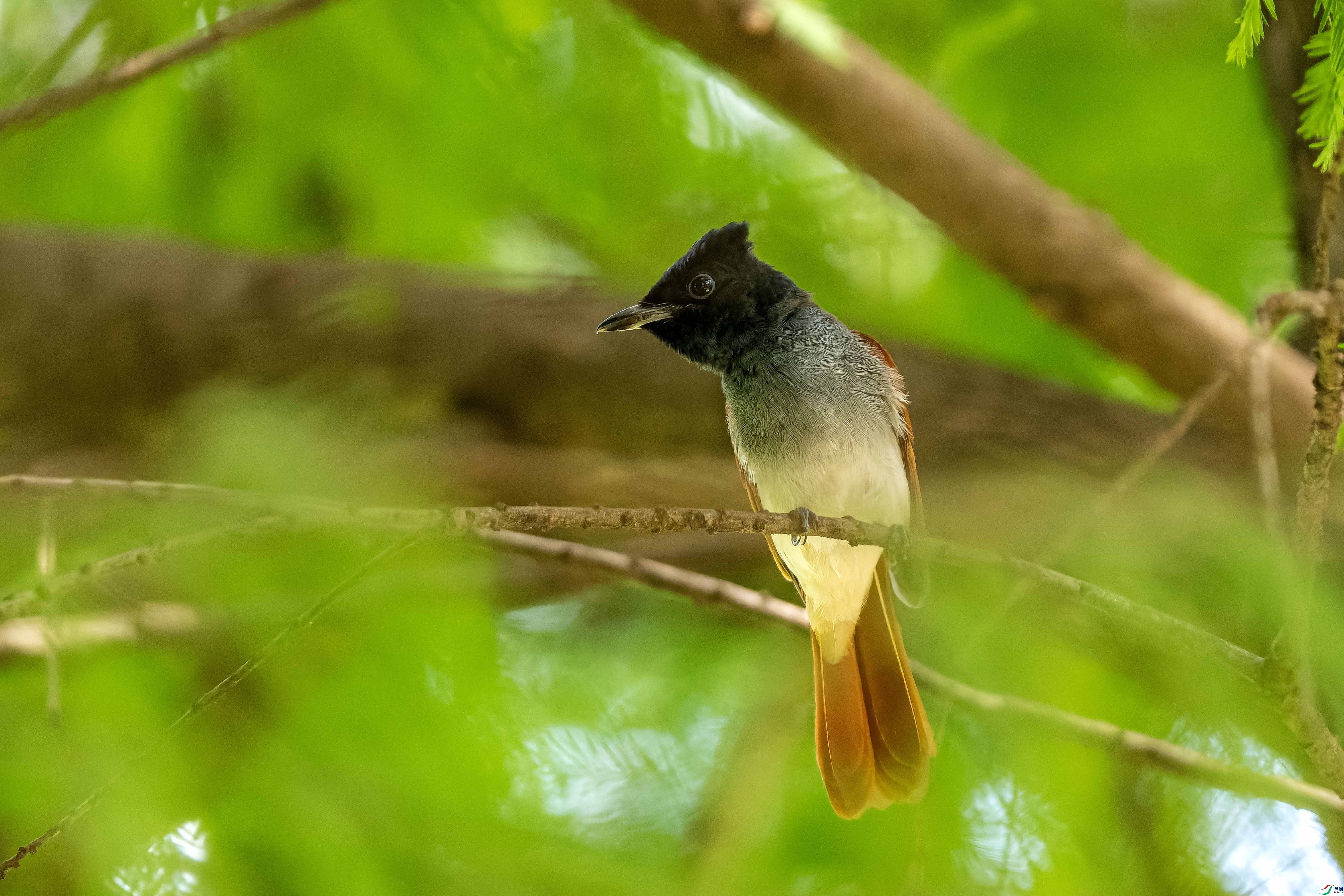 DSC_5440-NEF_DxO_DeepPRIME ����.jpg