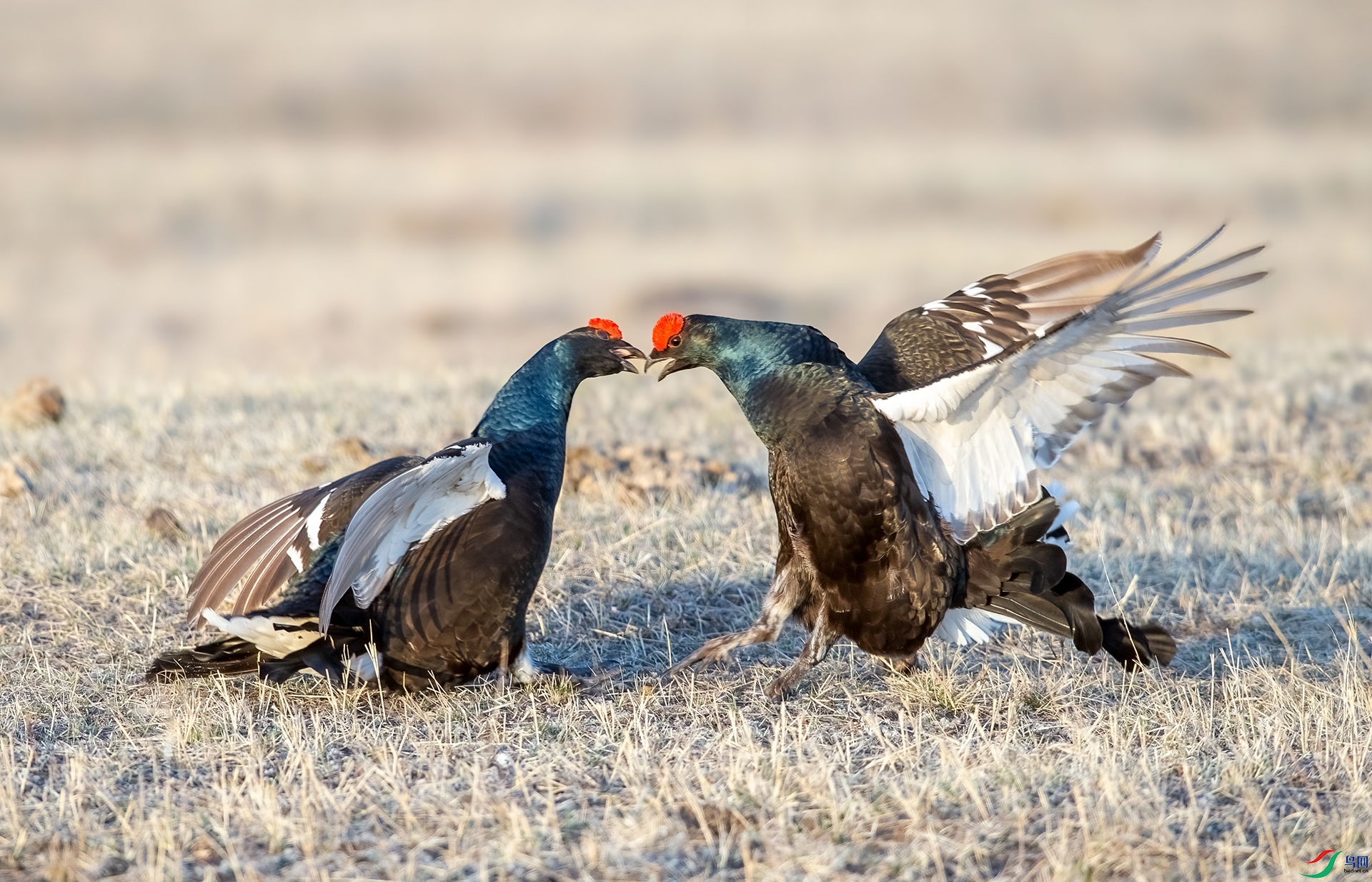 DSC_2228-1.jpg