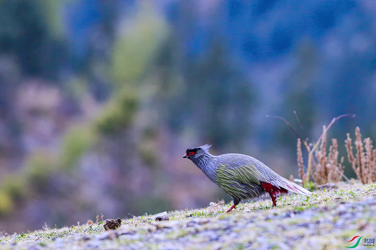 _MG_4411.jpg