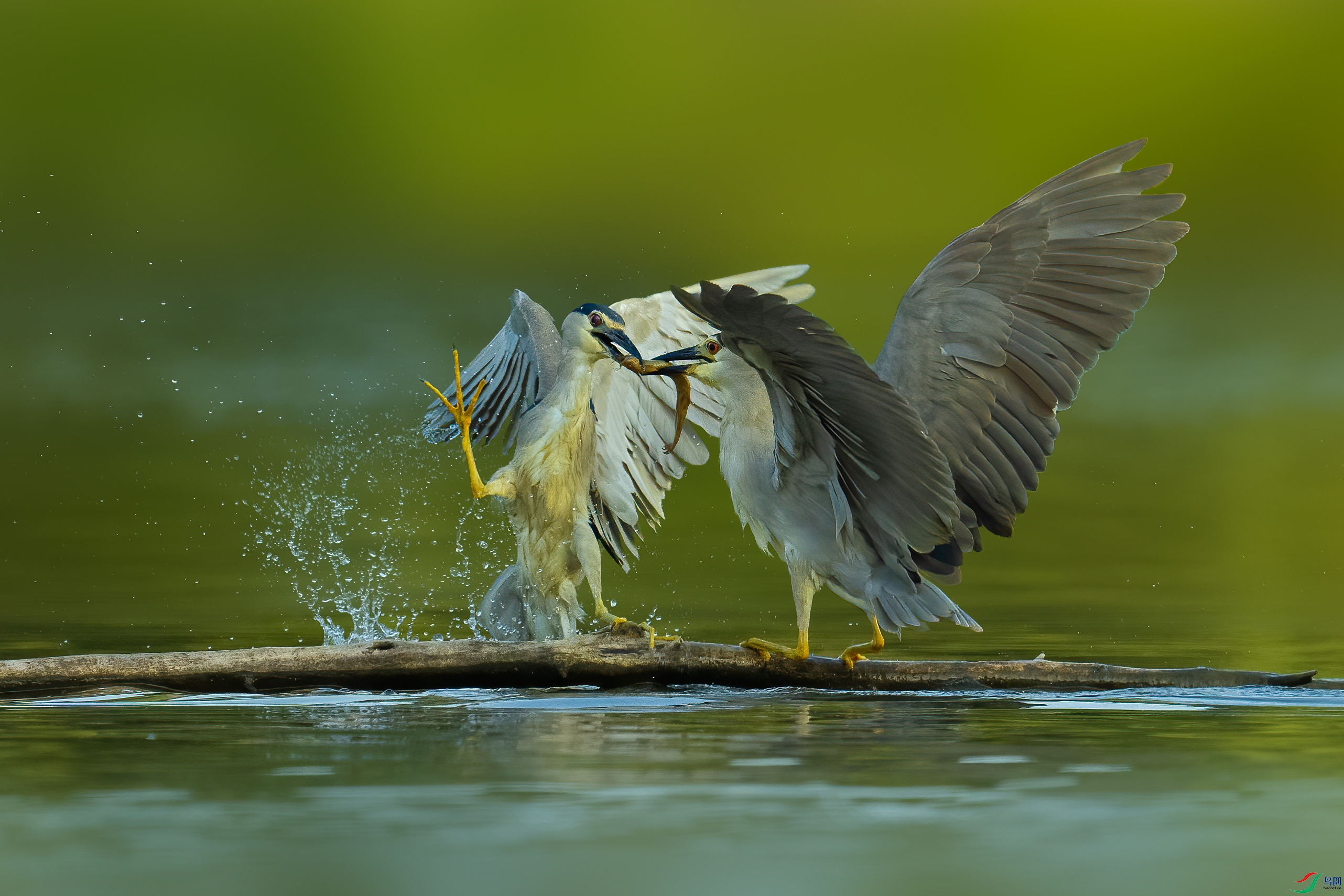 DSC009022 ����.jpg