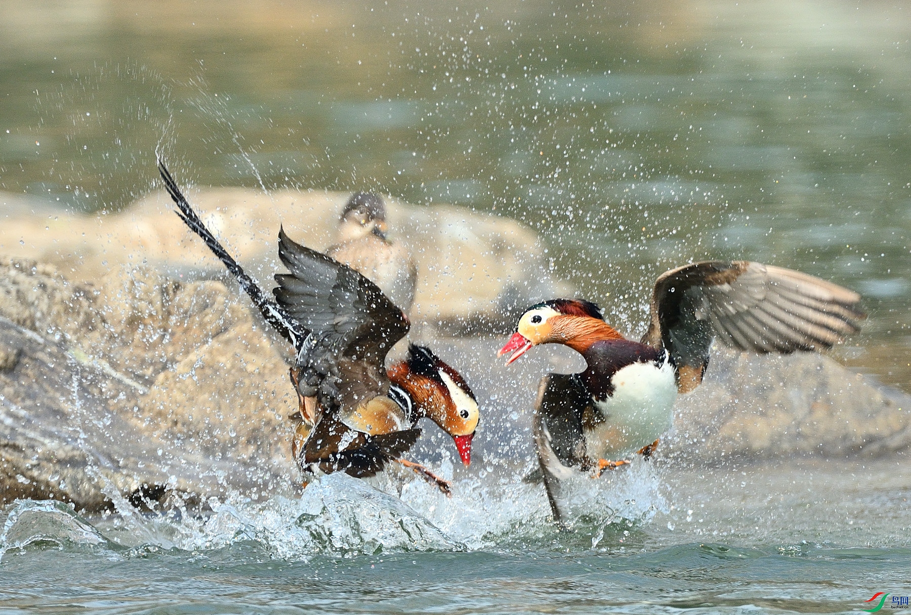 DSC_4145.JPG