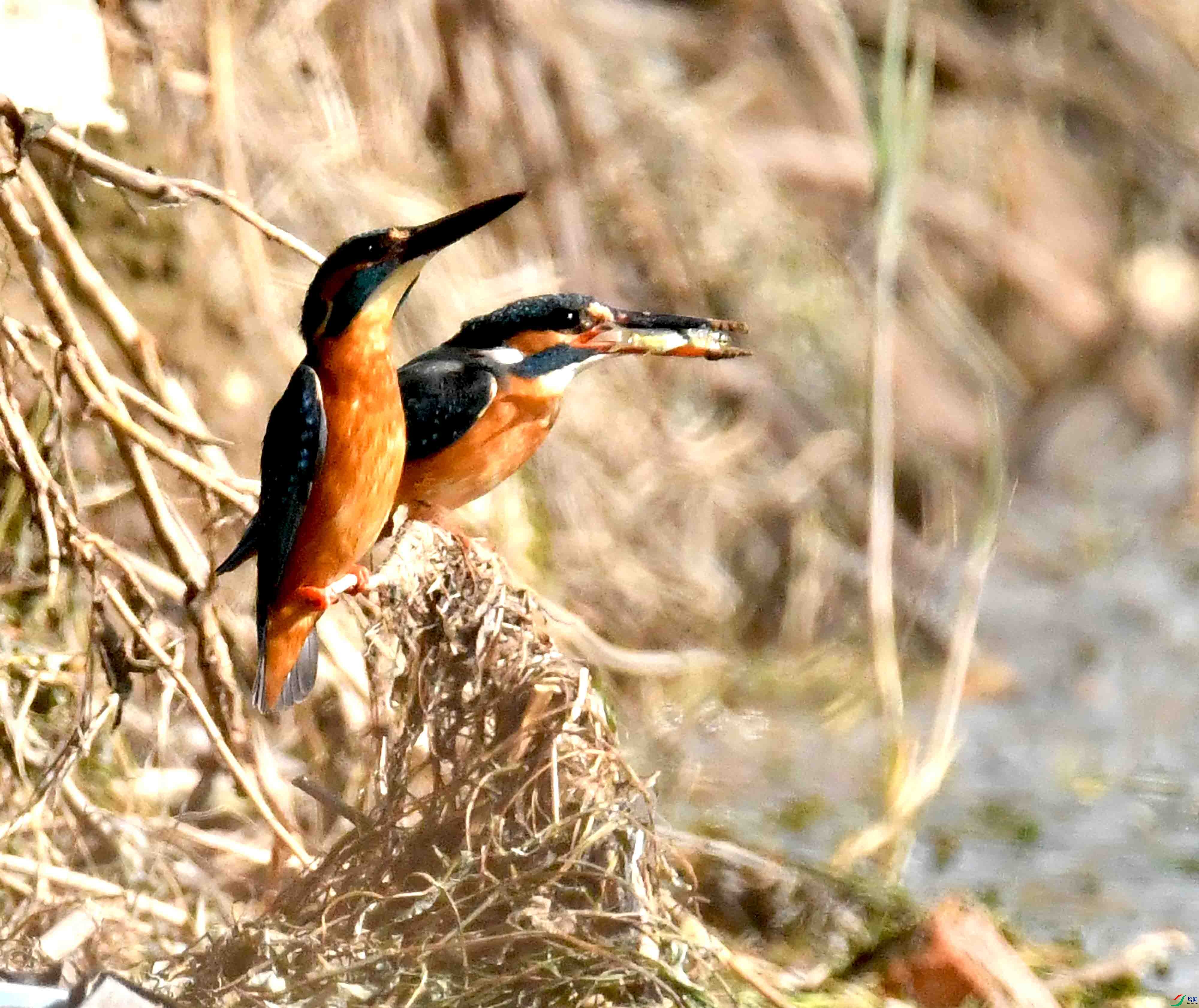 DSC_6730.JPG