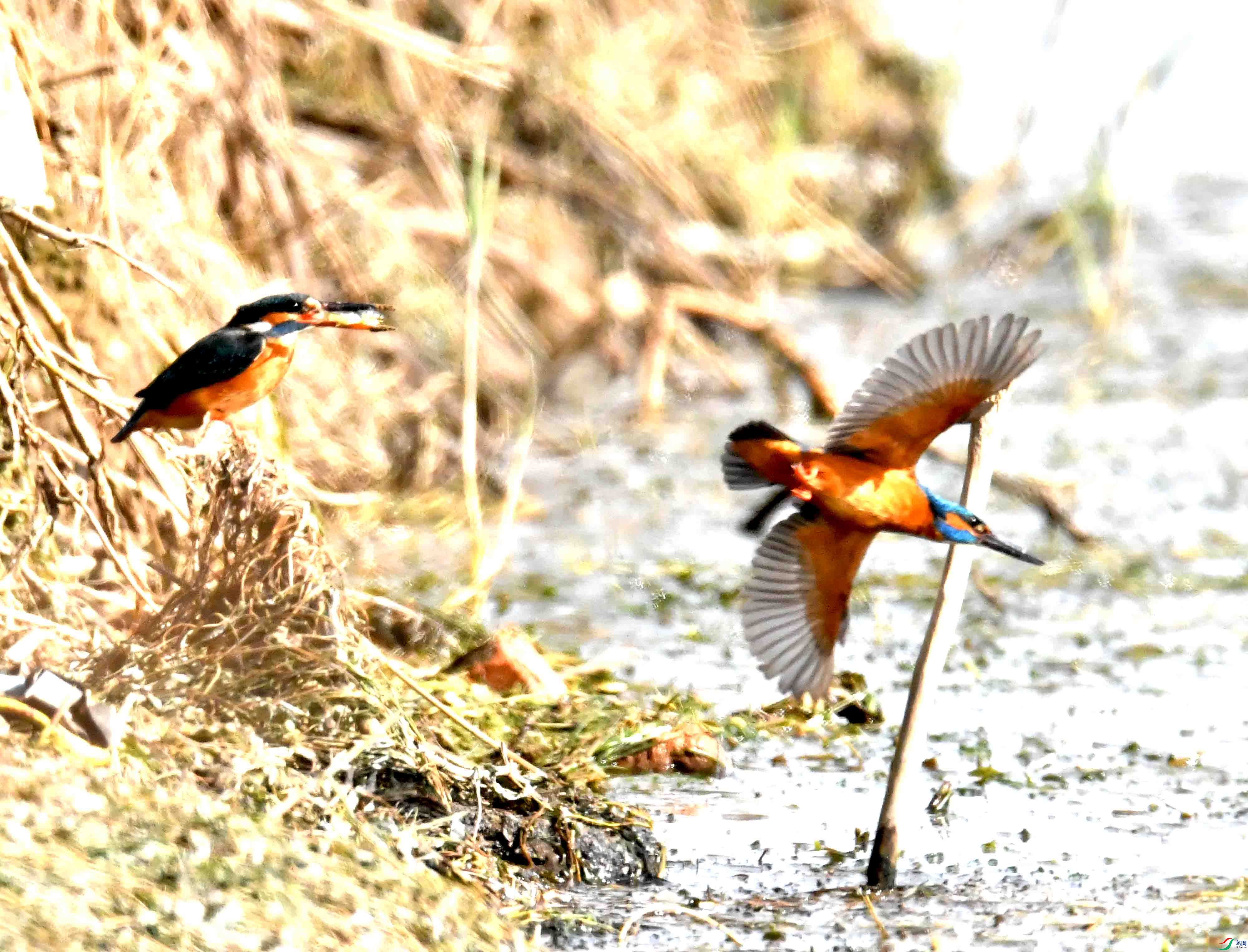 DSC_6732.JPG