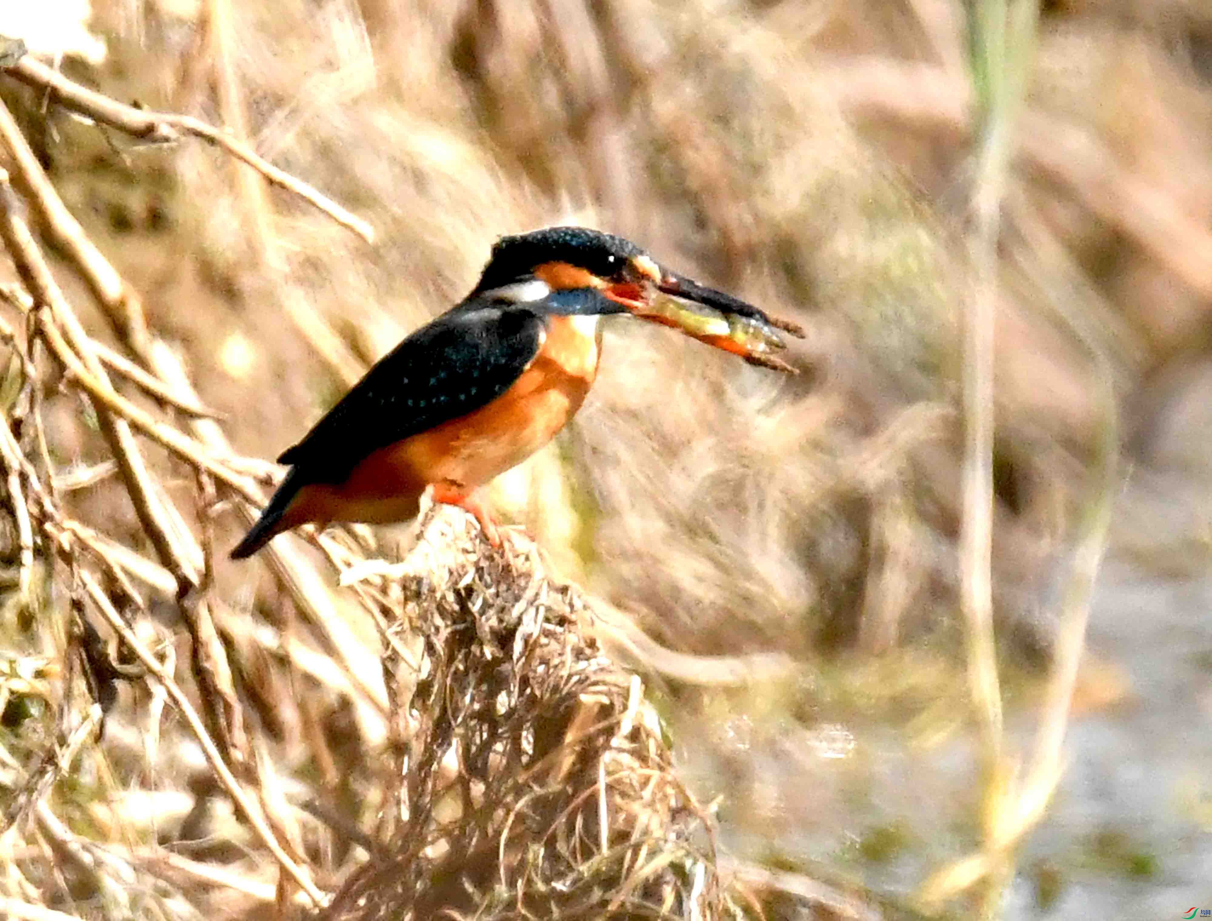 DSC_6733.JPG