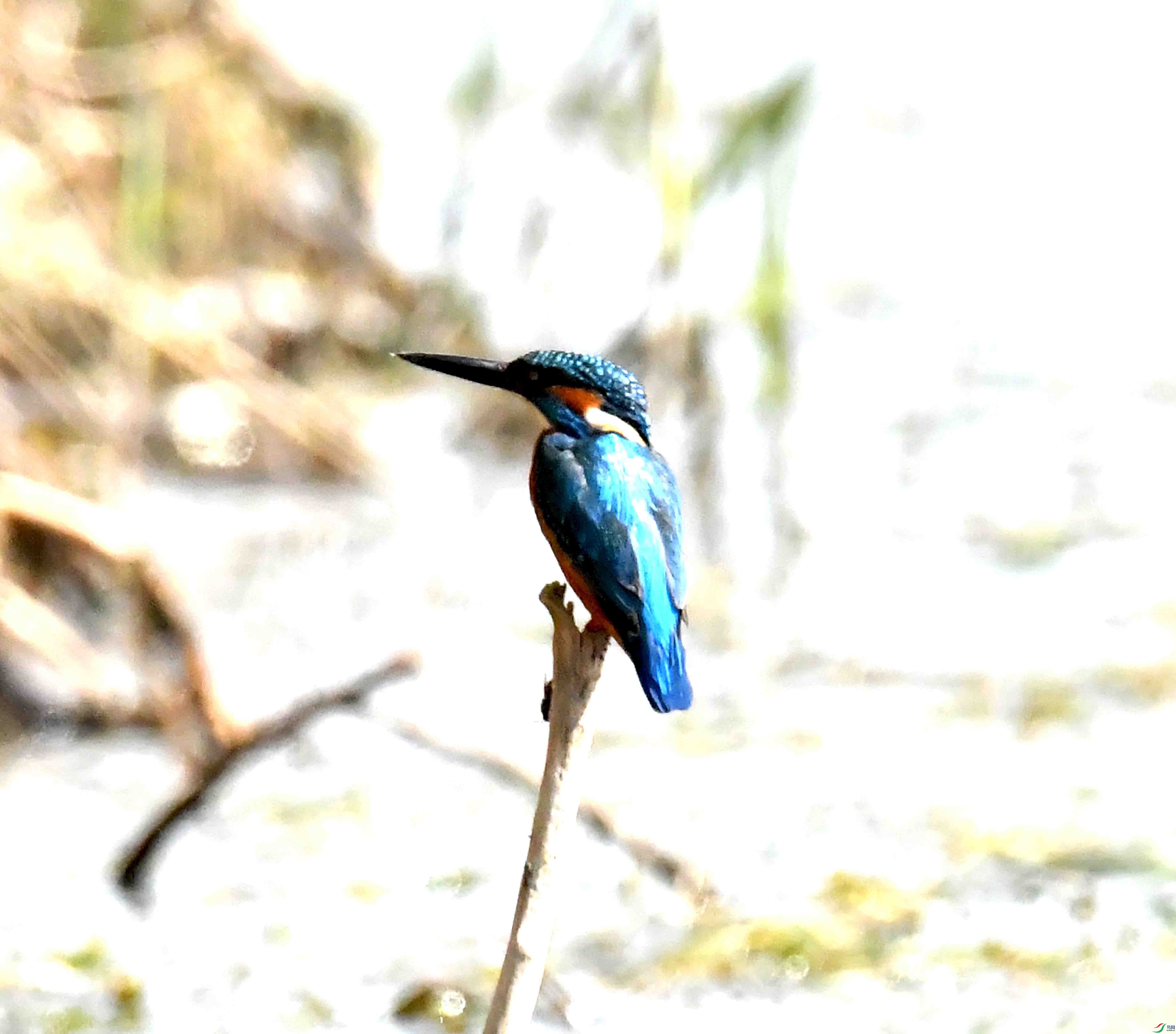 DSC_7279.JPG