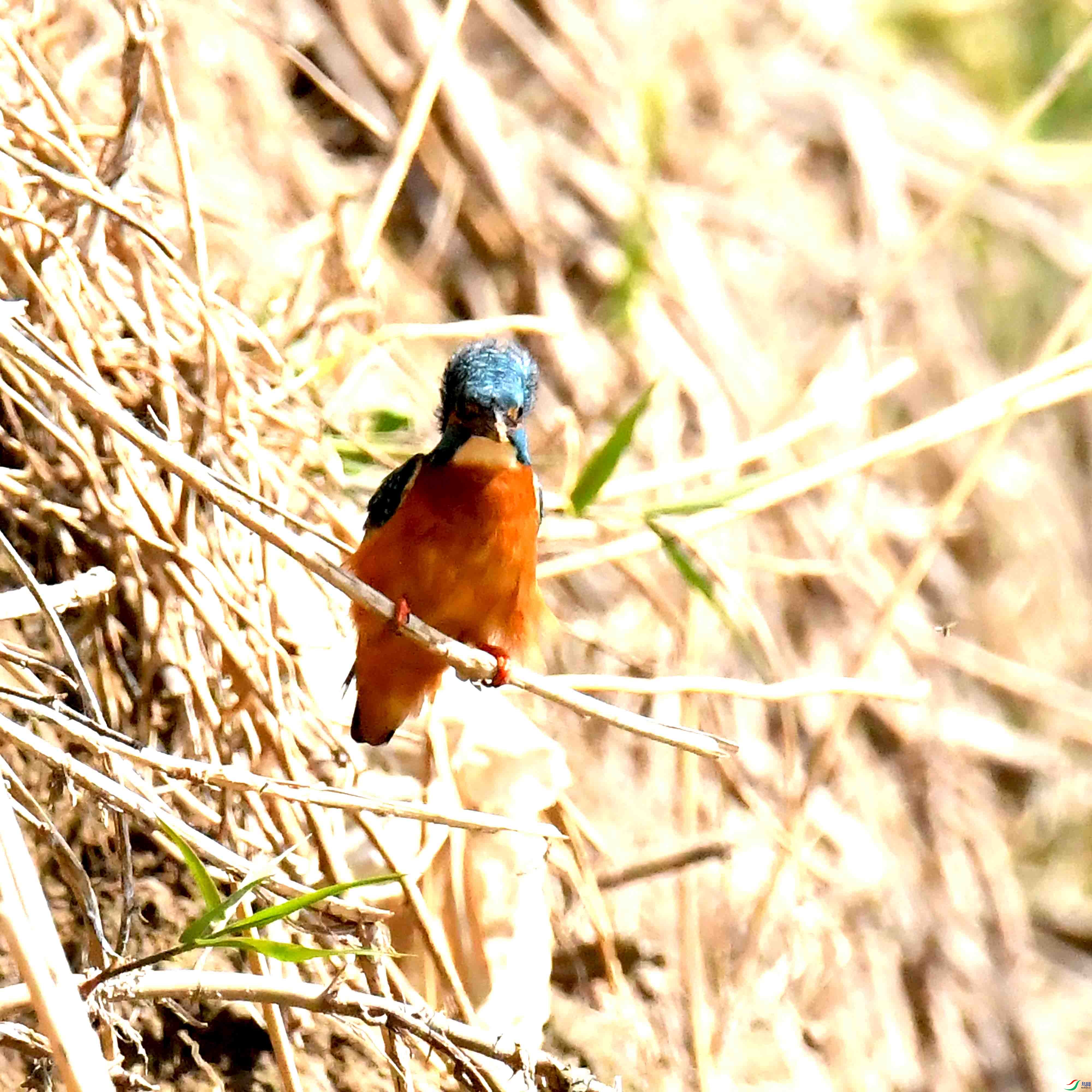 DSC_7289.JPG