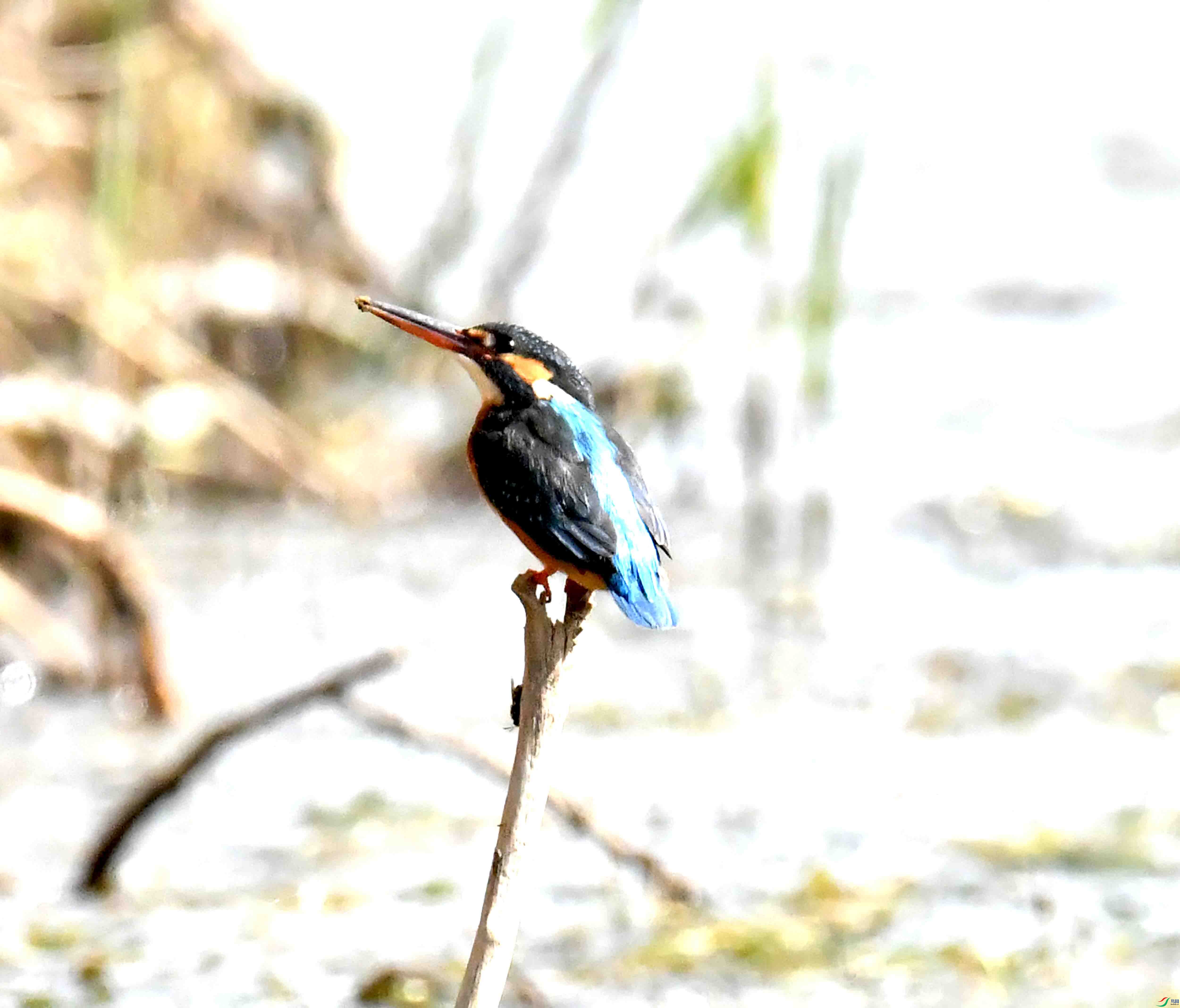 DSC_7290.JPG