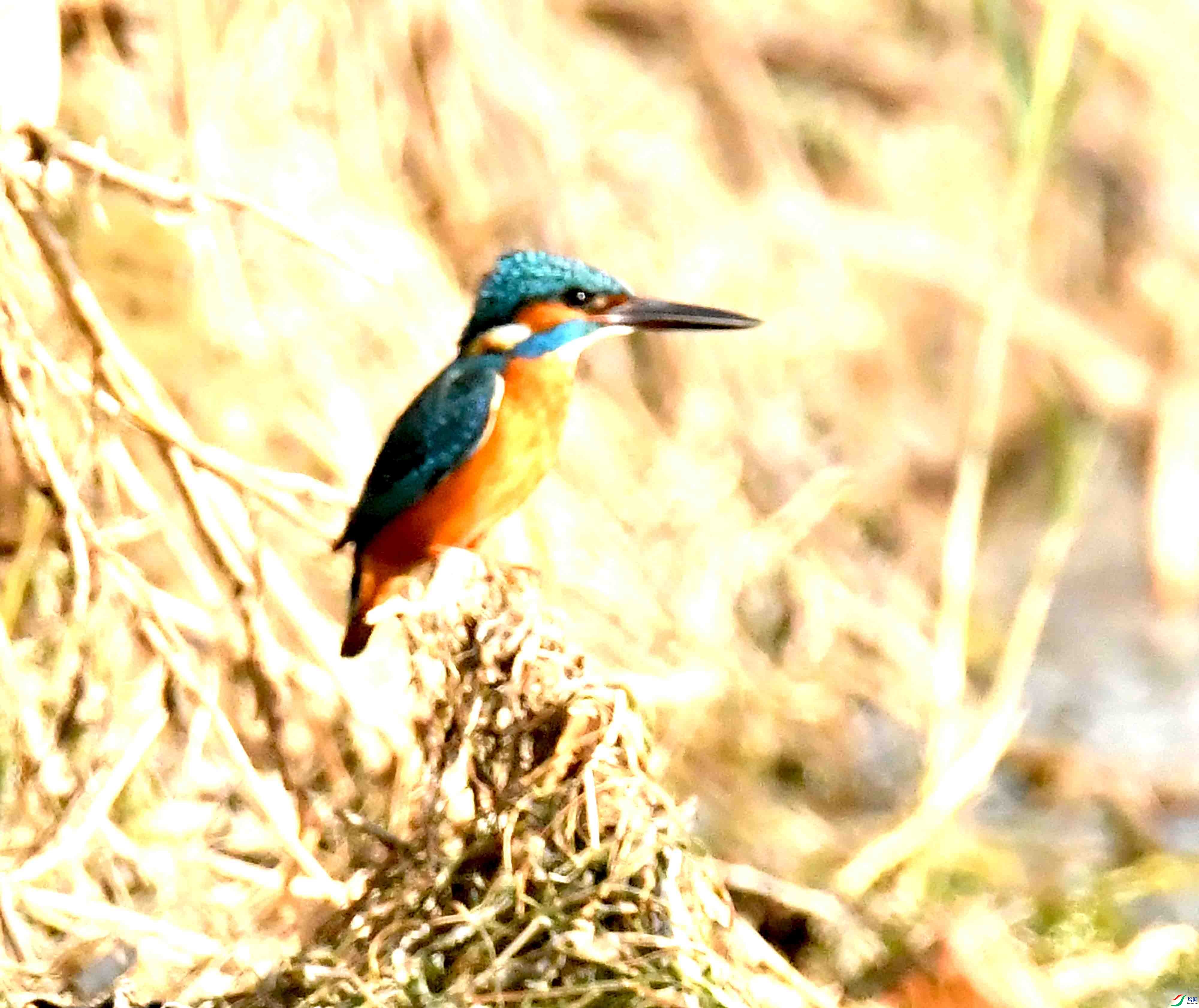 DSC_7366.JPG