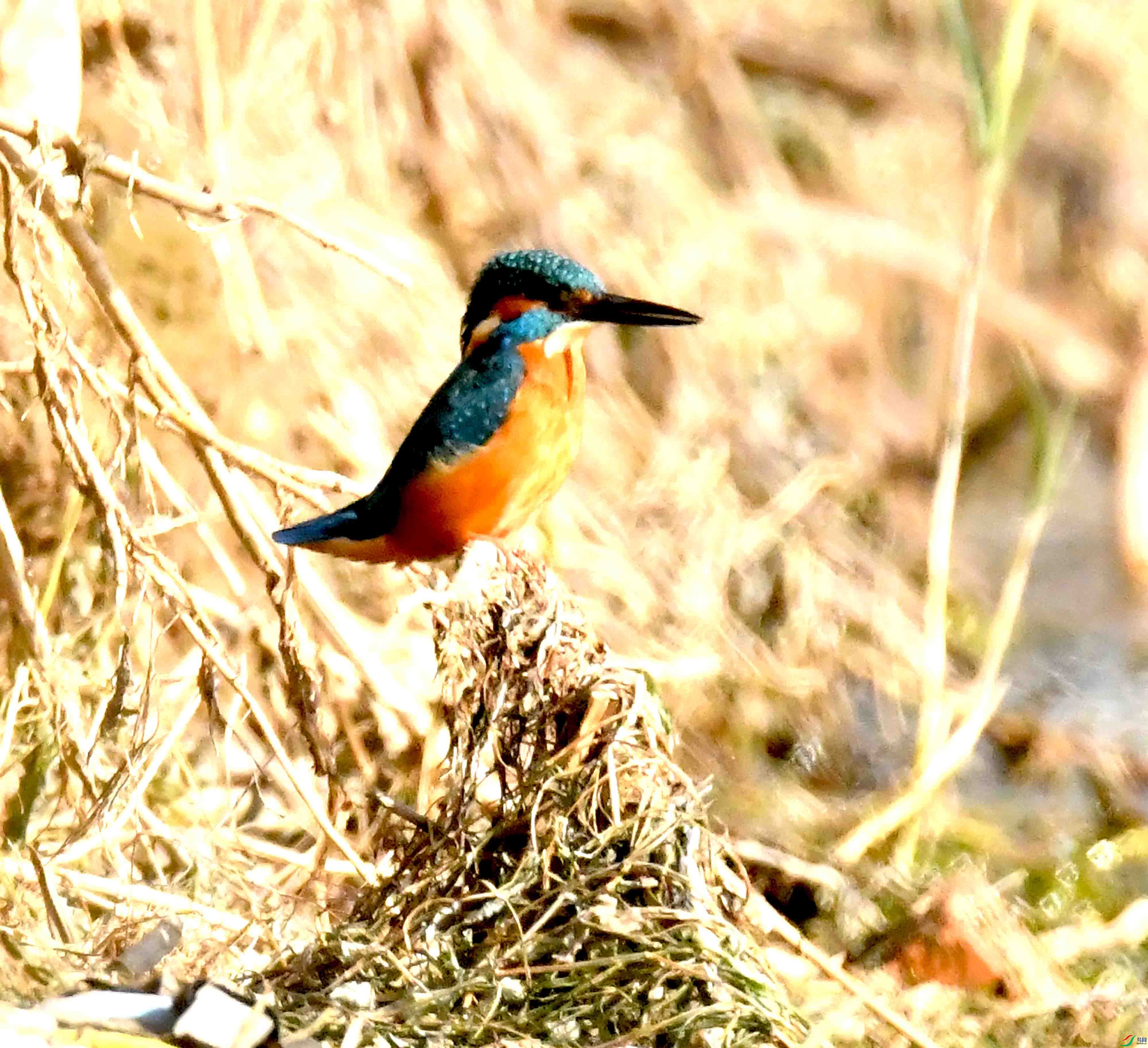 DSC_7370.JPG
